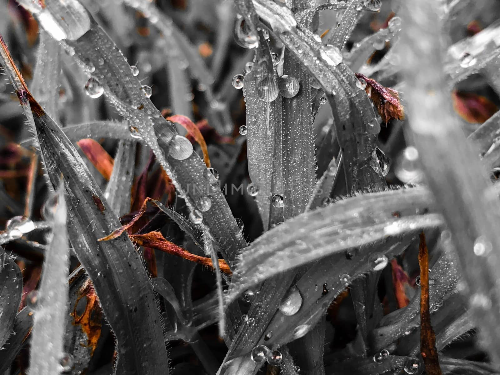 Closeup view of green grass in the garden