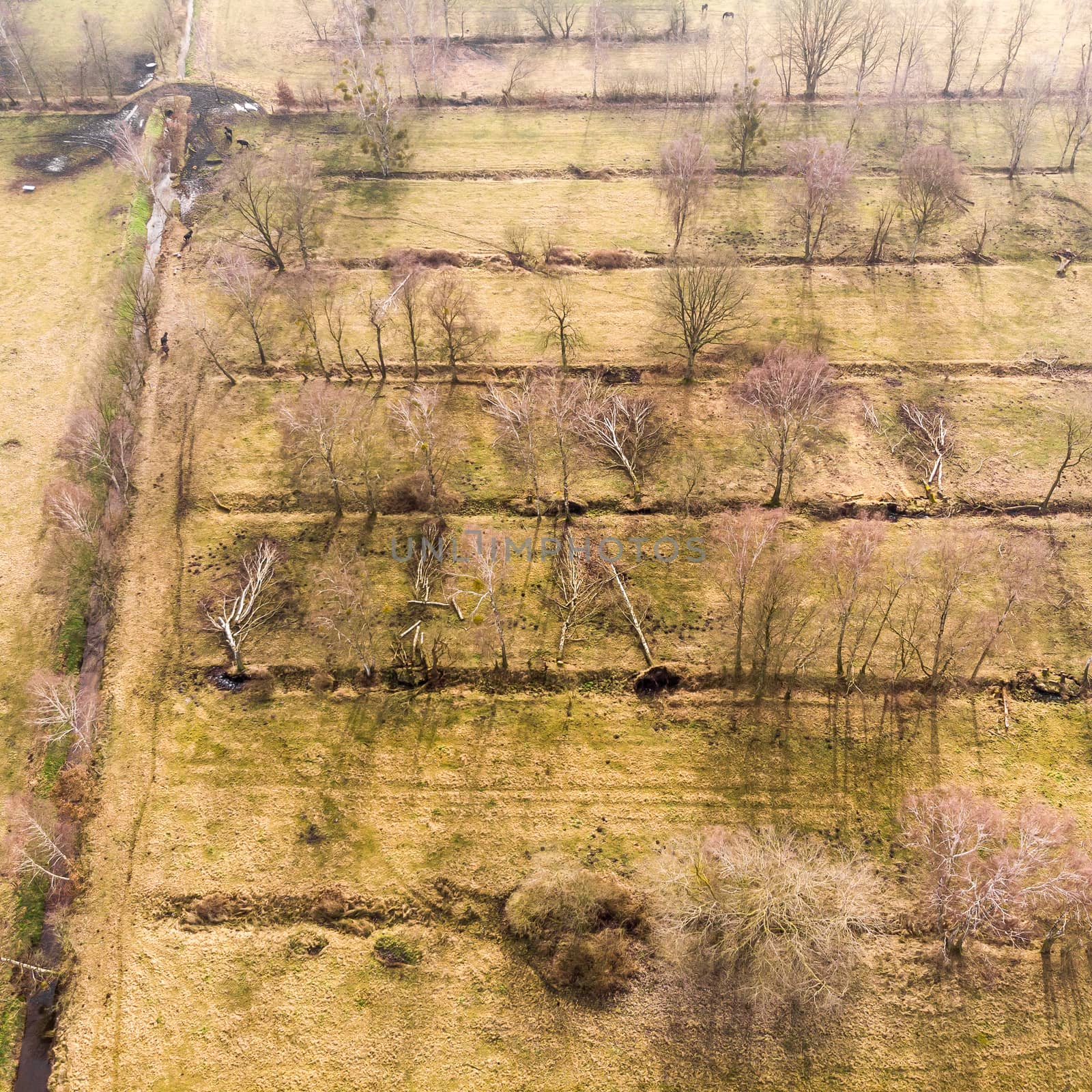 Aerial view from a height of 100 metres from the drainage ditches for a farmland with water draining trees. Made with drone