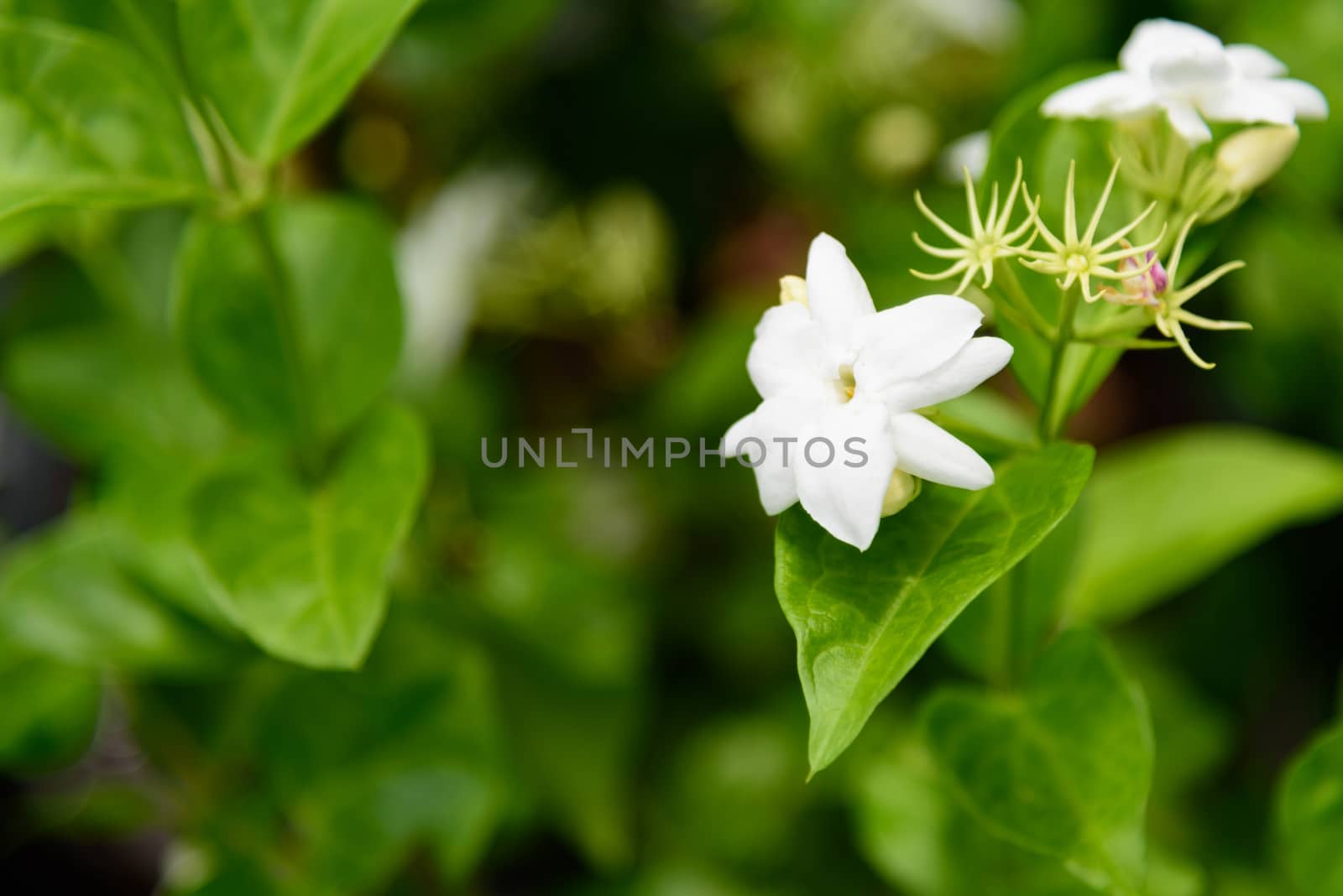a fresh jasmine in garden