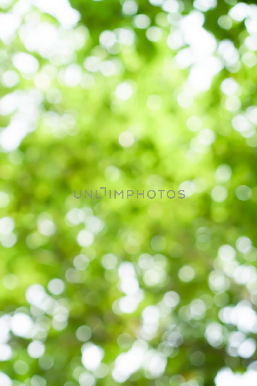 Selective green nature leaf with sunlight bokeh background.Vintage color tone style. by Suwant