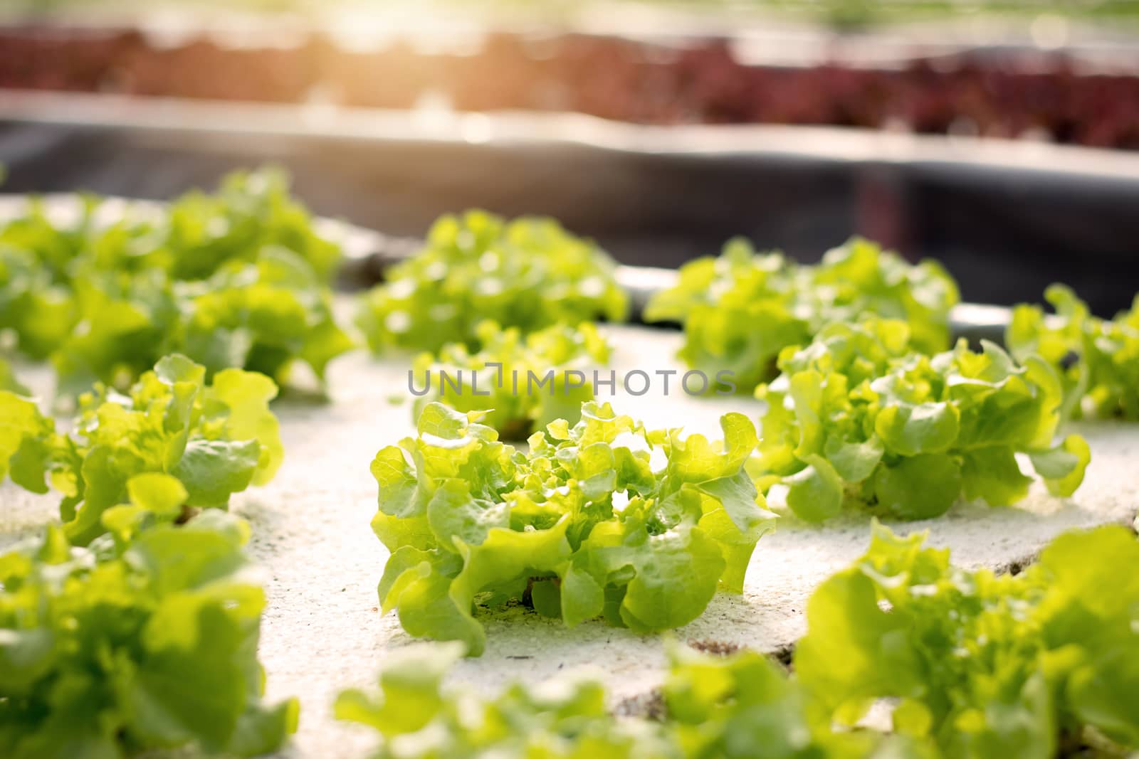 Vegetables hydroponics. Hydroponics method of growing plants using mineral nutrient solutions, in water, without soil. Close up Hydroponics plant.