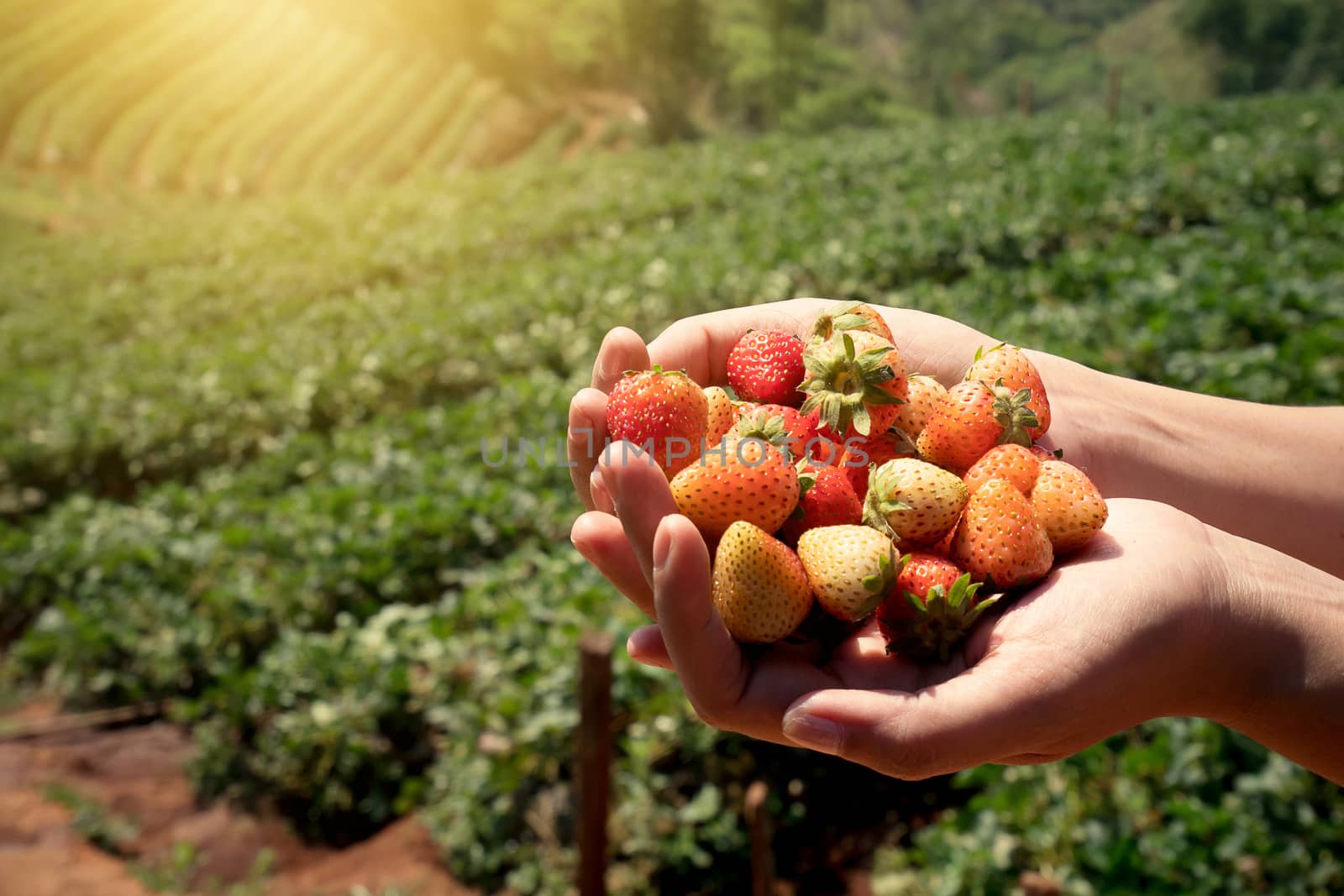 Strawberry fresh fruits in a woman's hands with strawberry field background by asiandelight