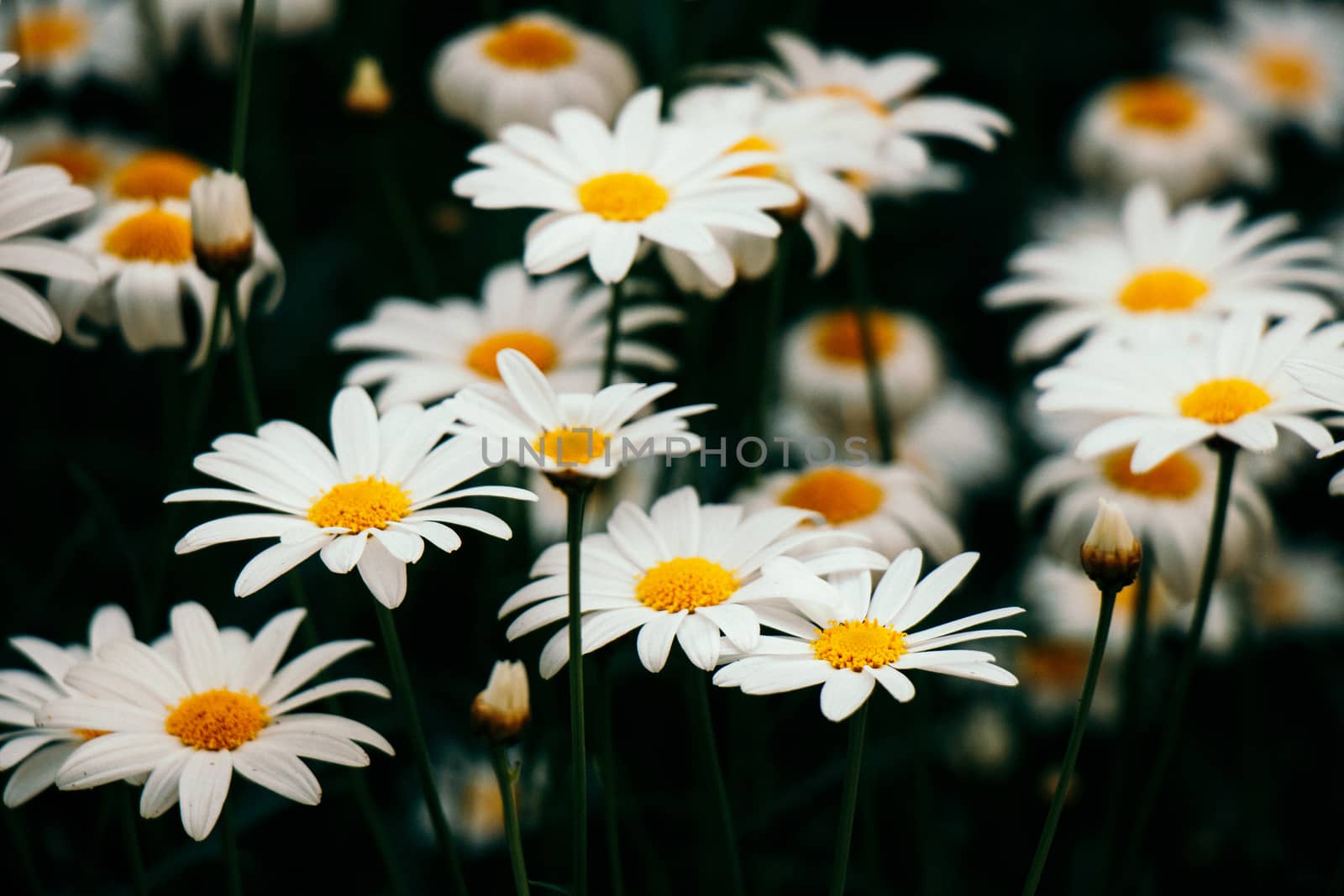 Spring flowers background with vintage filter