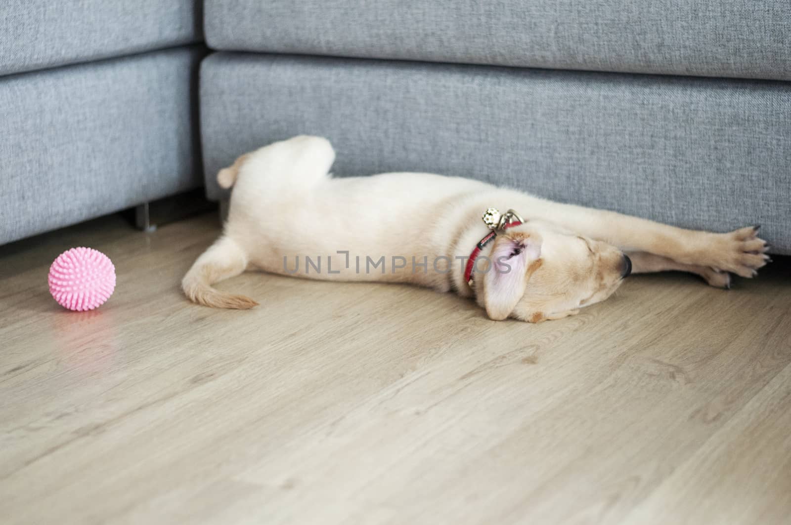 Labrador Retriever Portrait sleeping in living room. by Kingsman911
