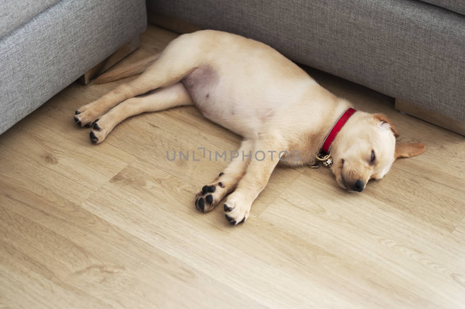 Labrador Retriever Portrait. Happy Labrador Retriever sleep in l by Kingsman911