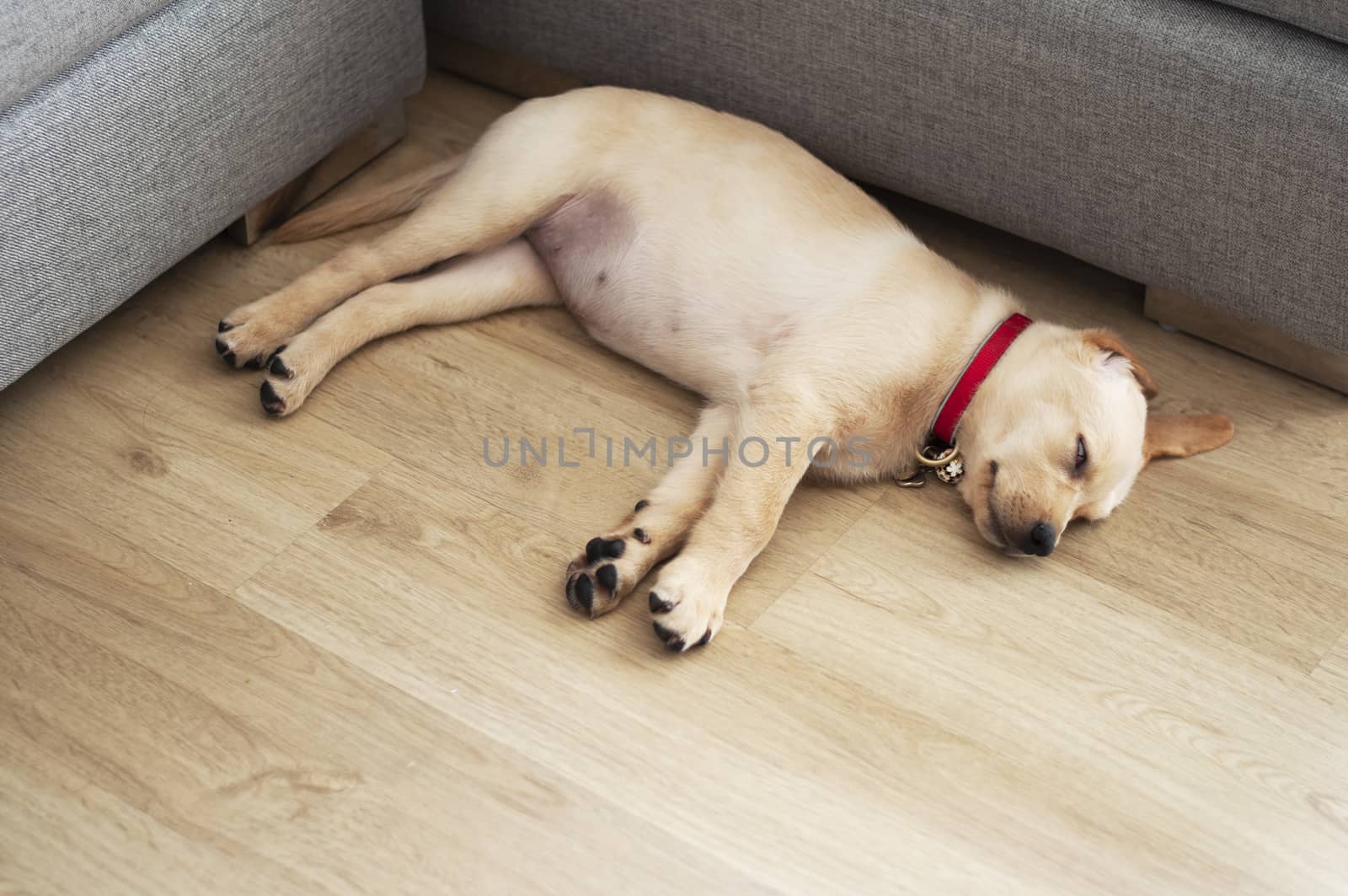 Beautiful Labrador Retriever Puppy on laminate wood background. Labrador Retriever Portrait sleeping in living room.  Happy Labrador Retriever sleep in living room. Cute puppy dog resting at home.