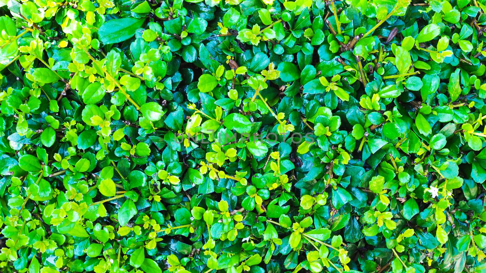 Ecology background of Green tree with leaves of nature