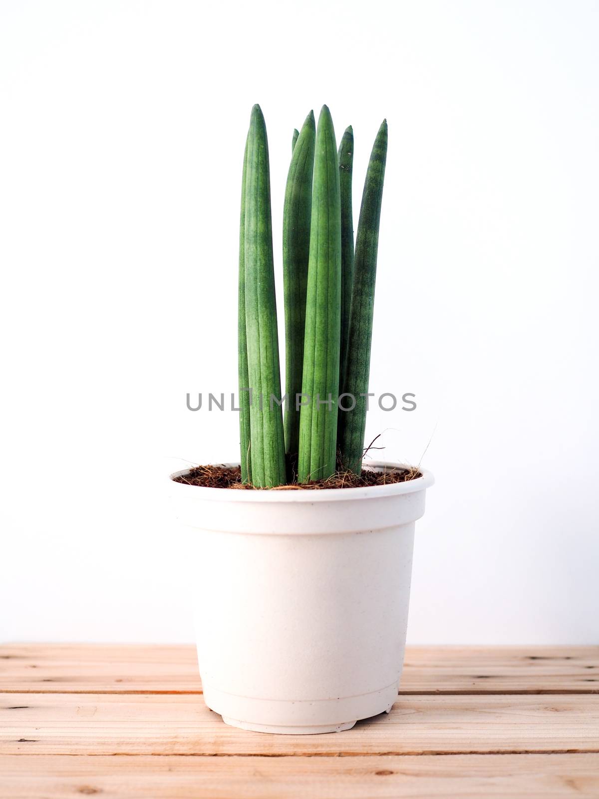 Ornamental plants in pots Tree house decoration on wooden floor.