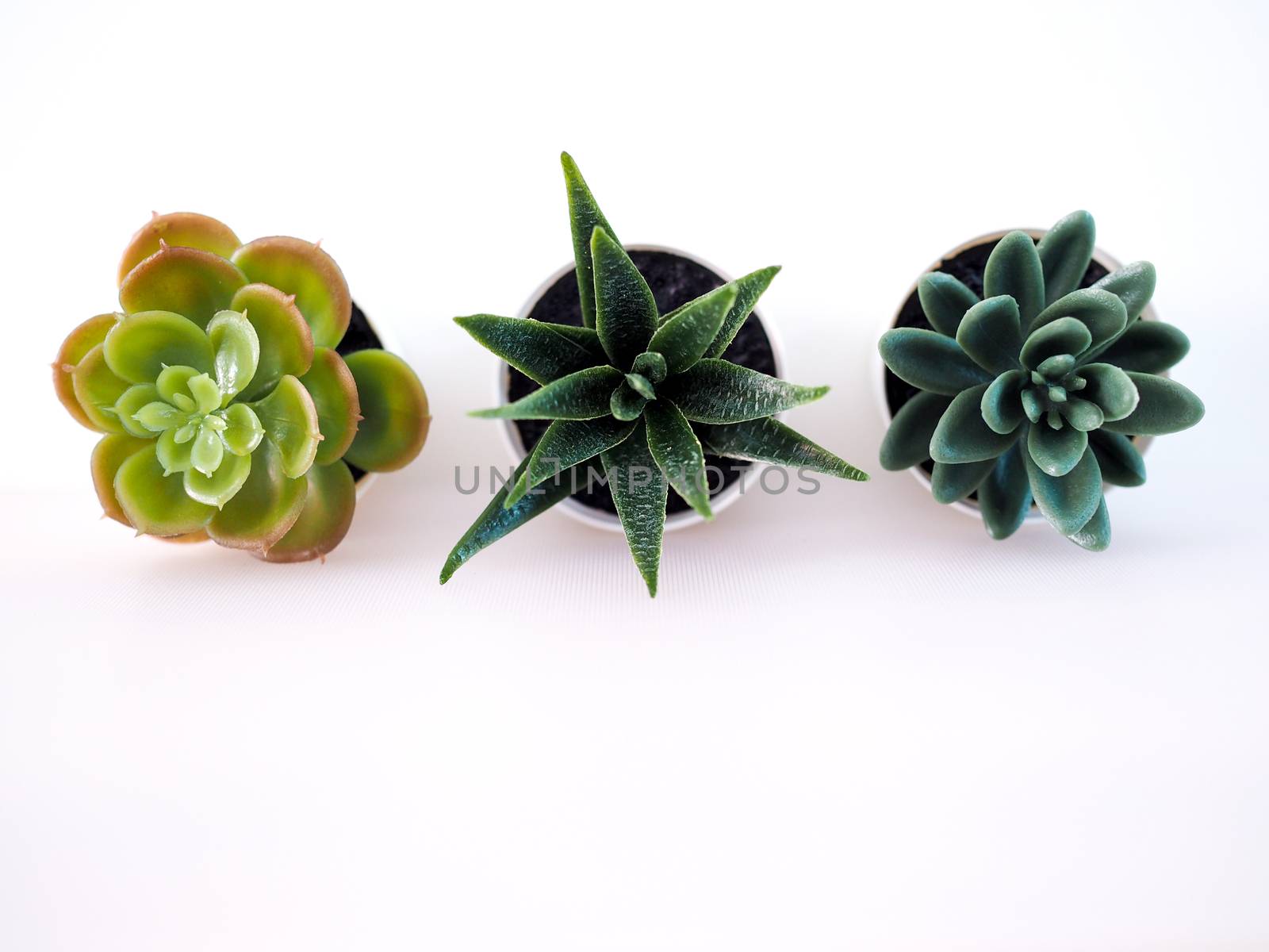 close-up of ornamental plant in pot with cactus in white potted, small tree decoration in room.