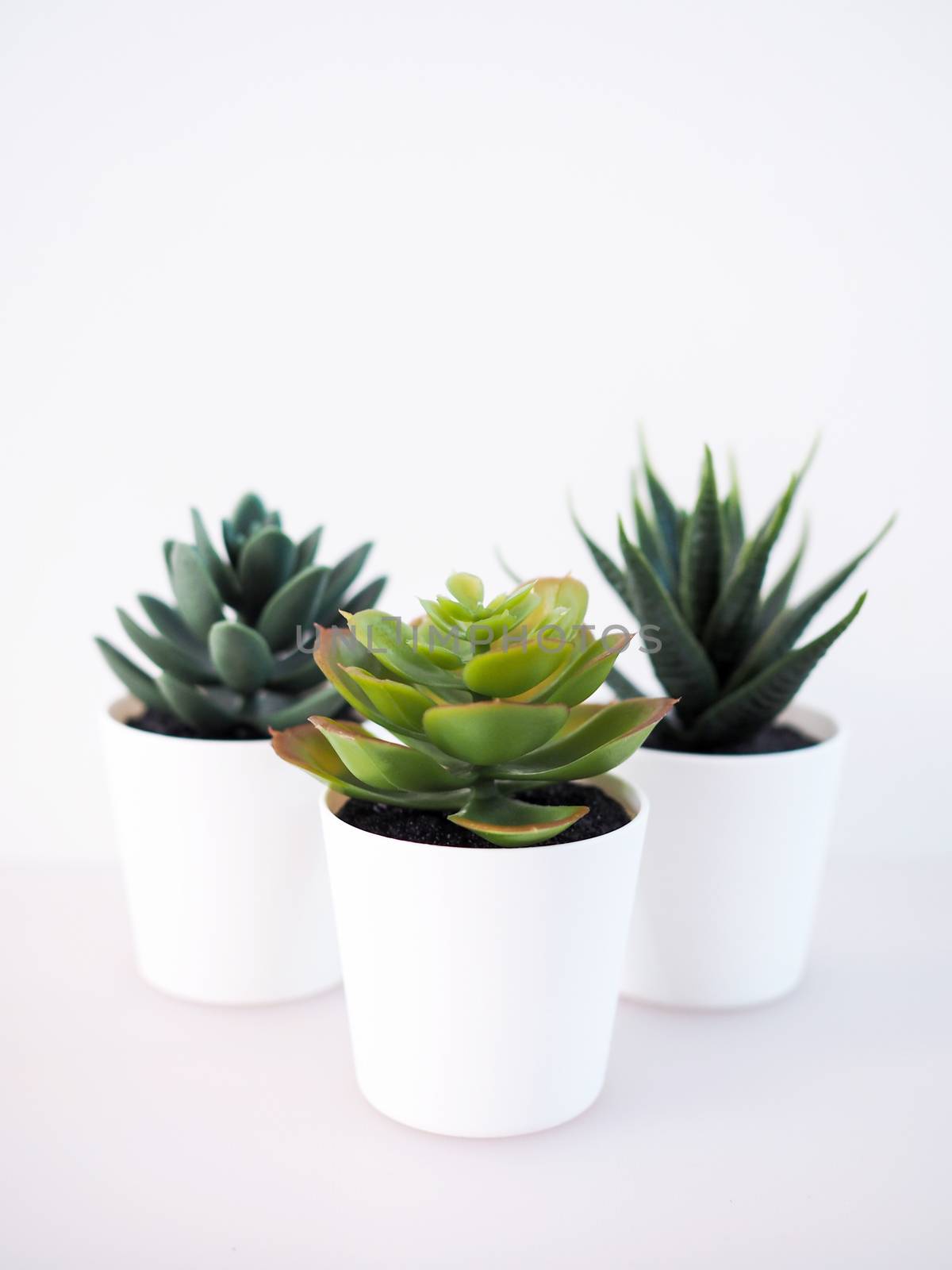 close-up of ornamental plant in pot with cactus in white potted, by kittima05