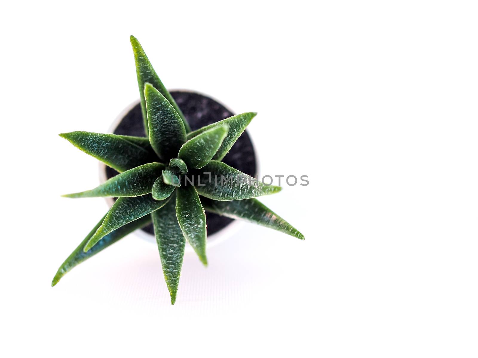 close-up of ornamental plant in pot with cactus in white potted, small tree decoration in room.