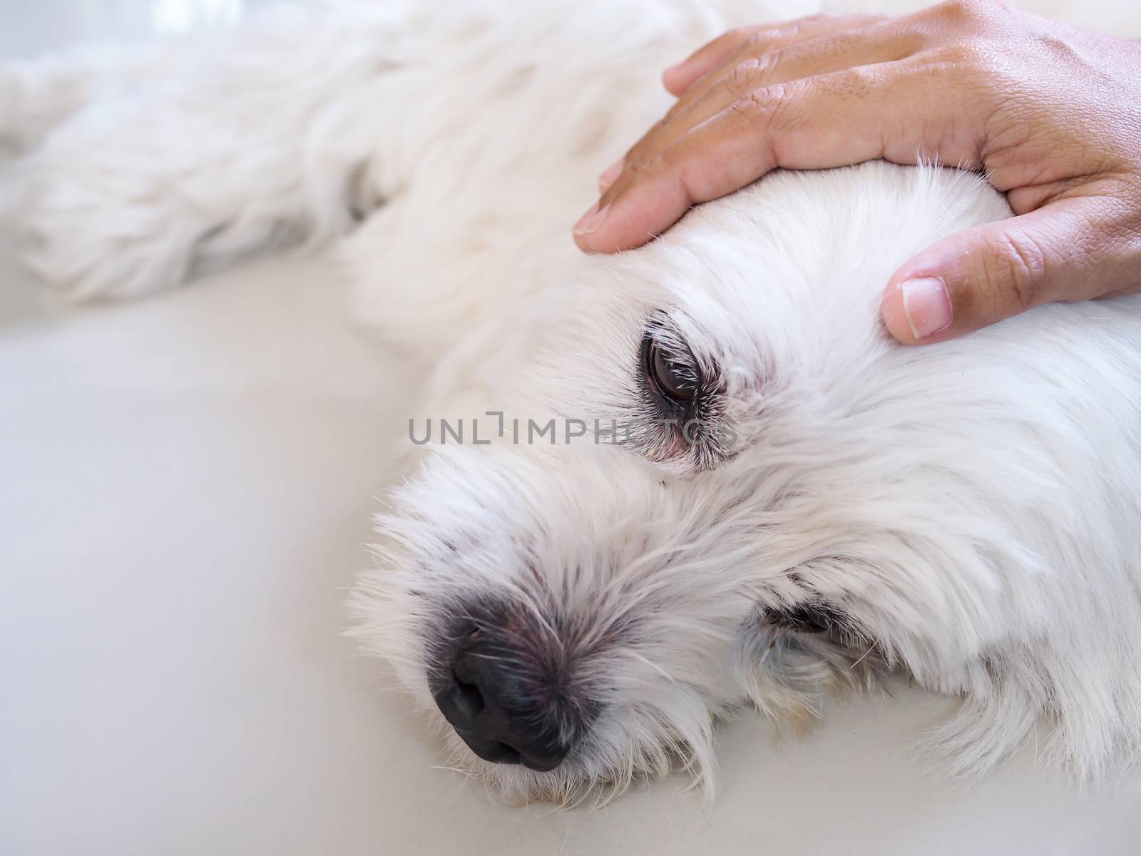 owner used hand massage on pet head. white dog is sick and sleeping on floor