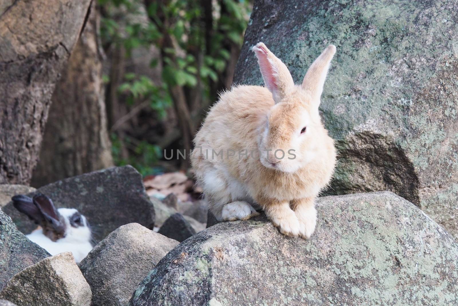 Long-eared rabbit is suffering from skin disease. Ringworm disease from infection and inflammation. hair loss and itching. Caring for sick rabbits.