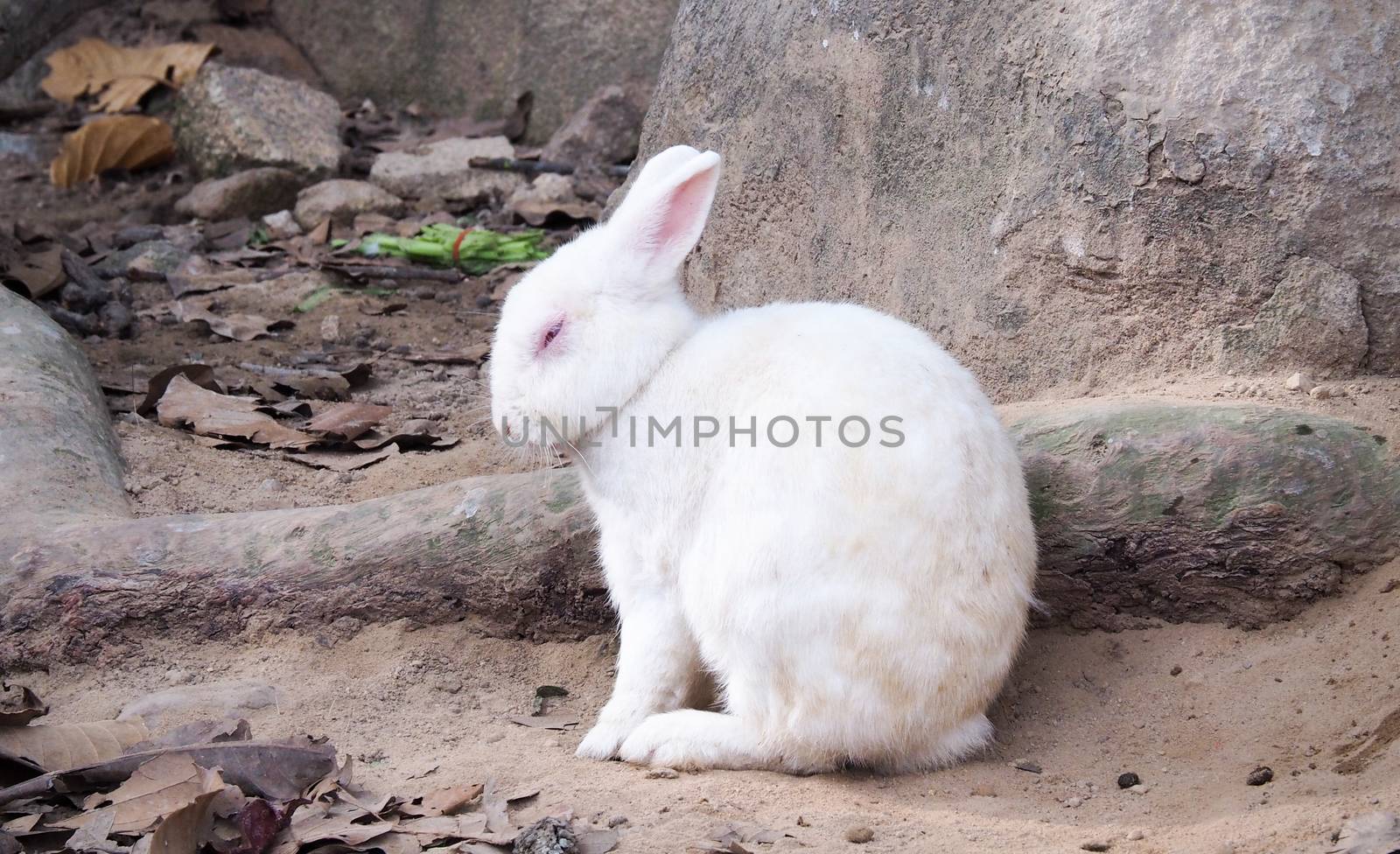 White rabbit that is sick with skin disease and fever, pneumonia from infection, Sitting in the garden, inflammation, hair loss and itching Caring for sick animals.