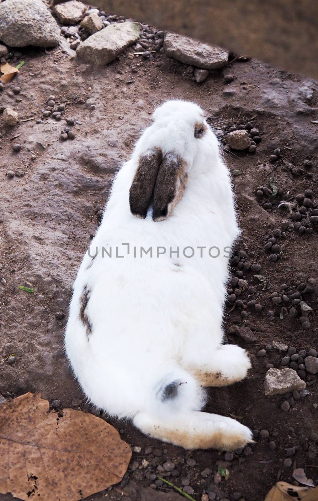 White rabbit that is sick with skin disease and fever, pneumonia from infection, Sitting in the garden, inflammation, hair loss and itching Caring for sick animals.