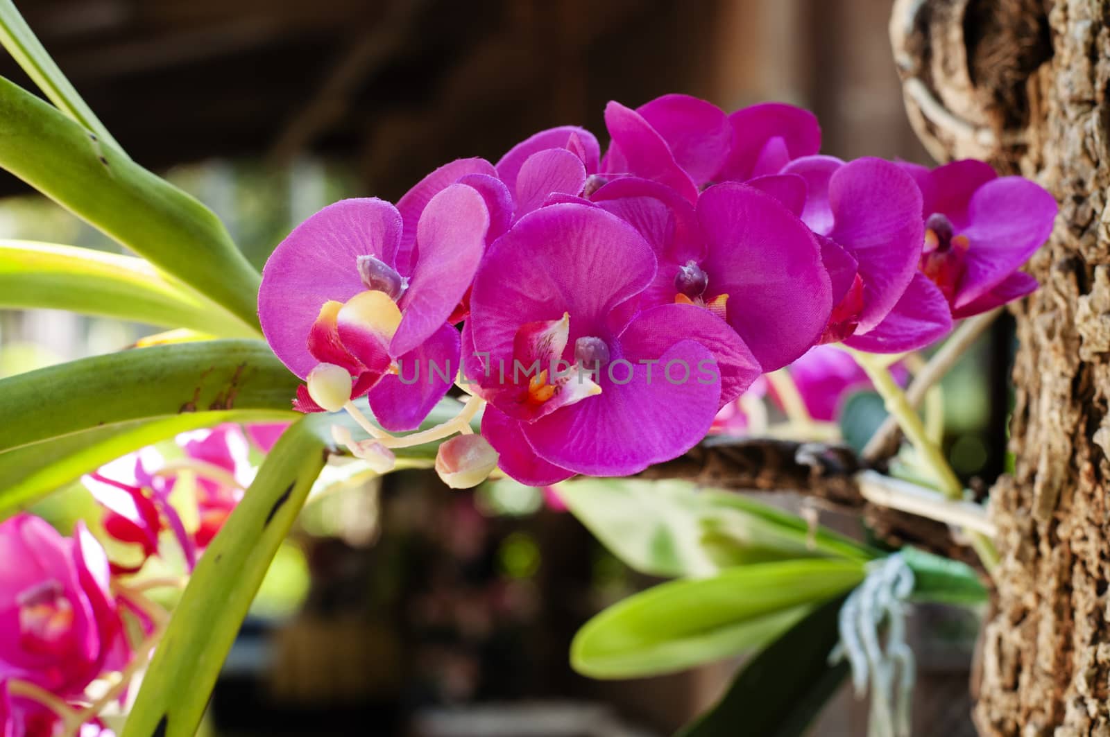 Phalaenopsis Orchids Beautyful Orchid flower.  by Kingsman911