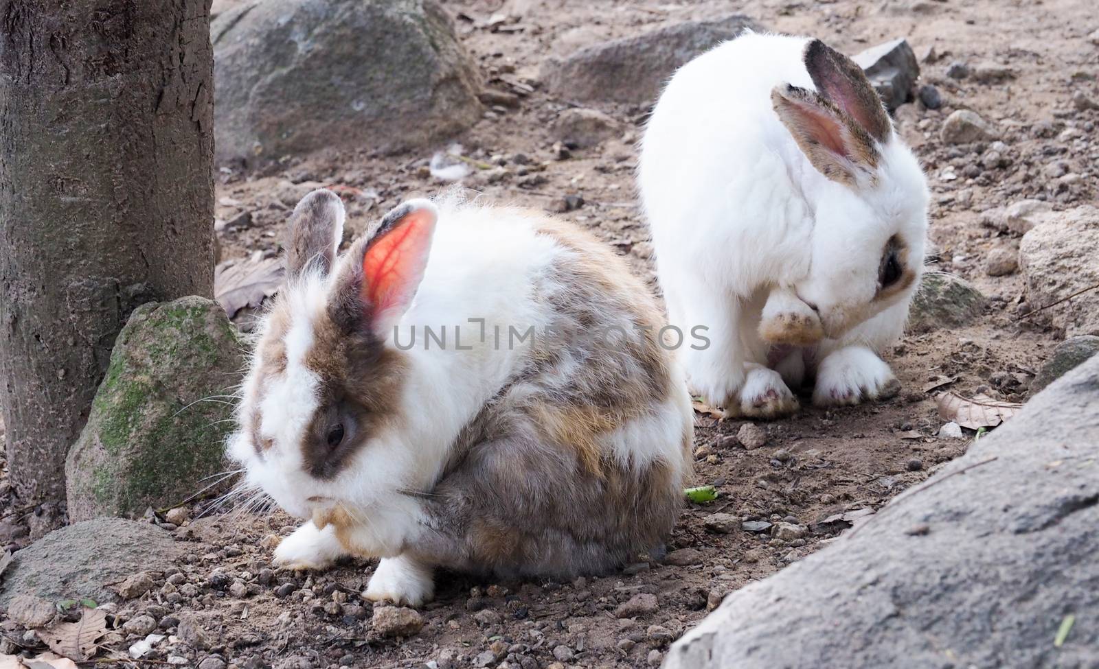 Long-eared rabbit is suffering from skin disease. Ringworm by kittima05