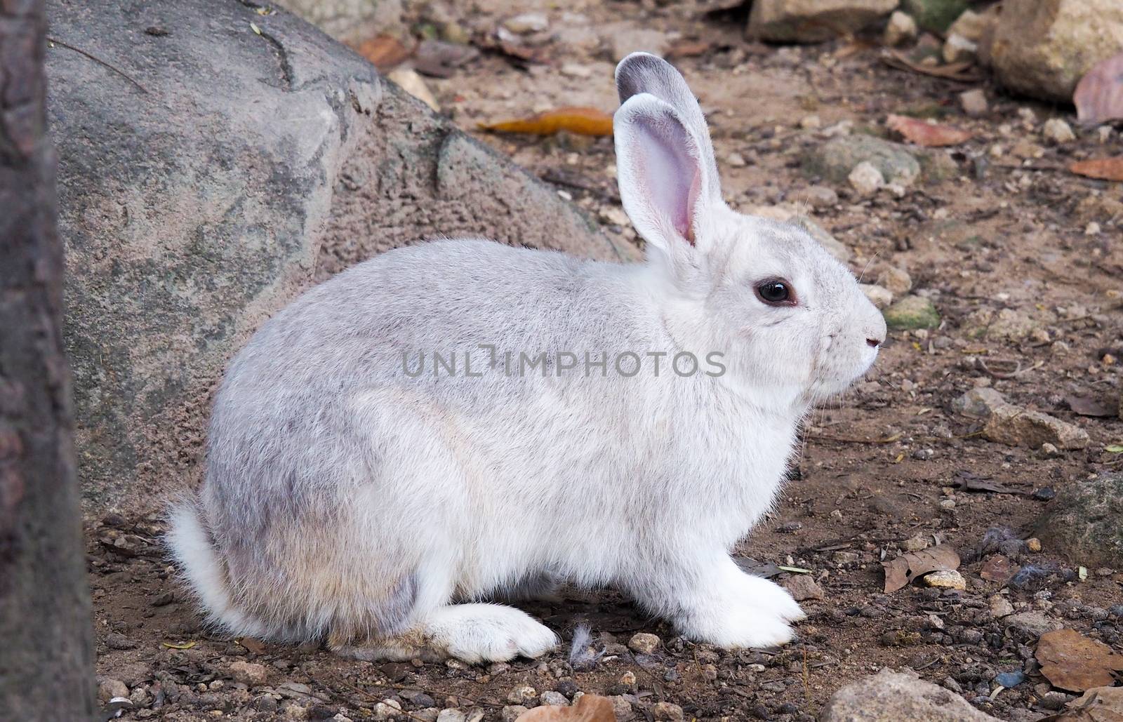 Long-eared rabbit is a skin disease. Ringworm disease from infection and inflammation, hair loss and itching, Caring for sick rabbits.