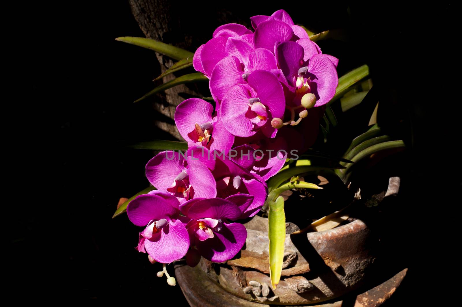 Phalaenopsis Orchids on black background. Purple Orchid flower in Chaingmai Thailand. Beautiful Magenta Orchid flower. Natural plant in the wood.