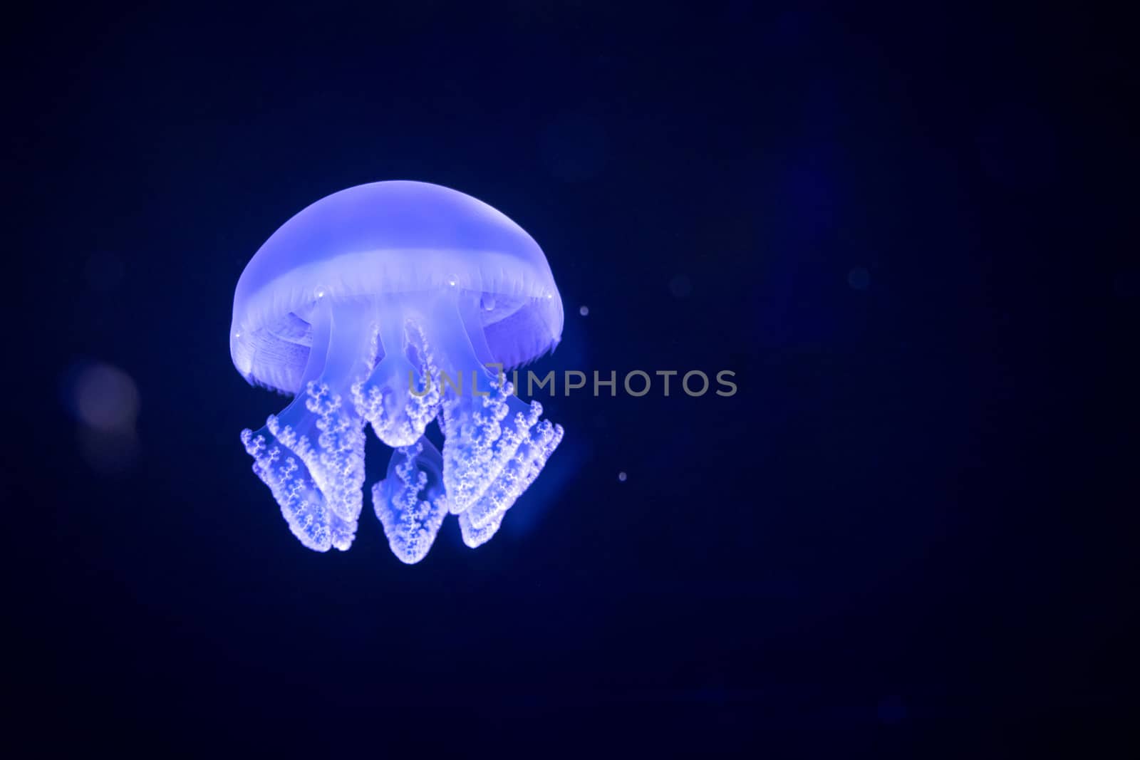 Jellyfish illuminated with blue light swimming in aquarium.