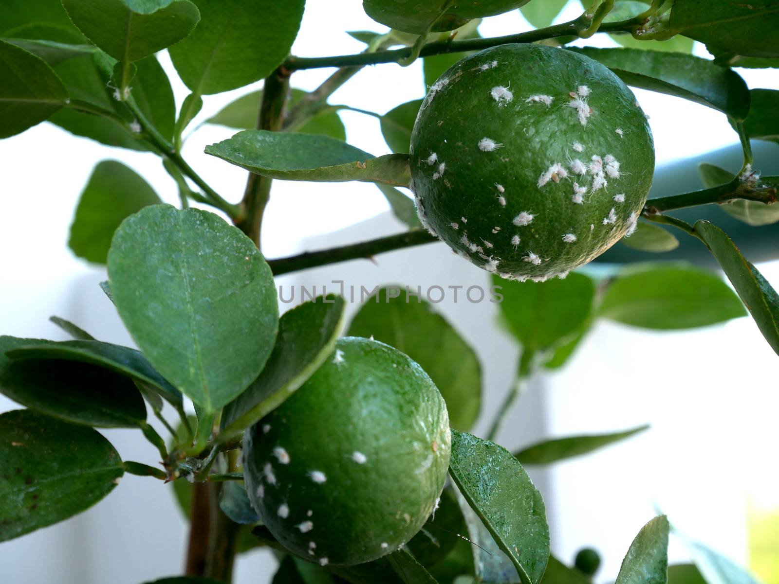 Mealybugs, considered pests on lemon tree. Mealybugs are insects in the family Pseudococcidae by asiandelight