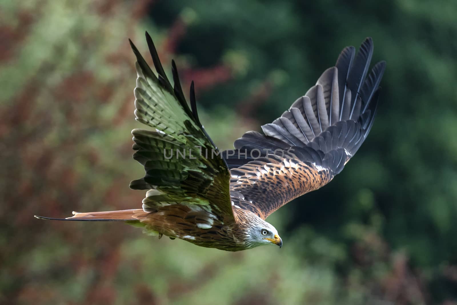 Red Kite (Milvus milvus) flying with wings spread in flight