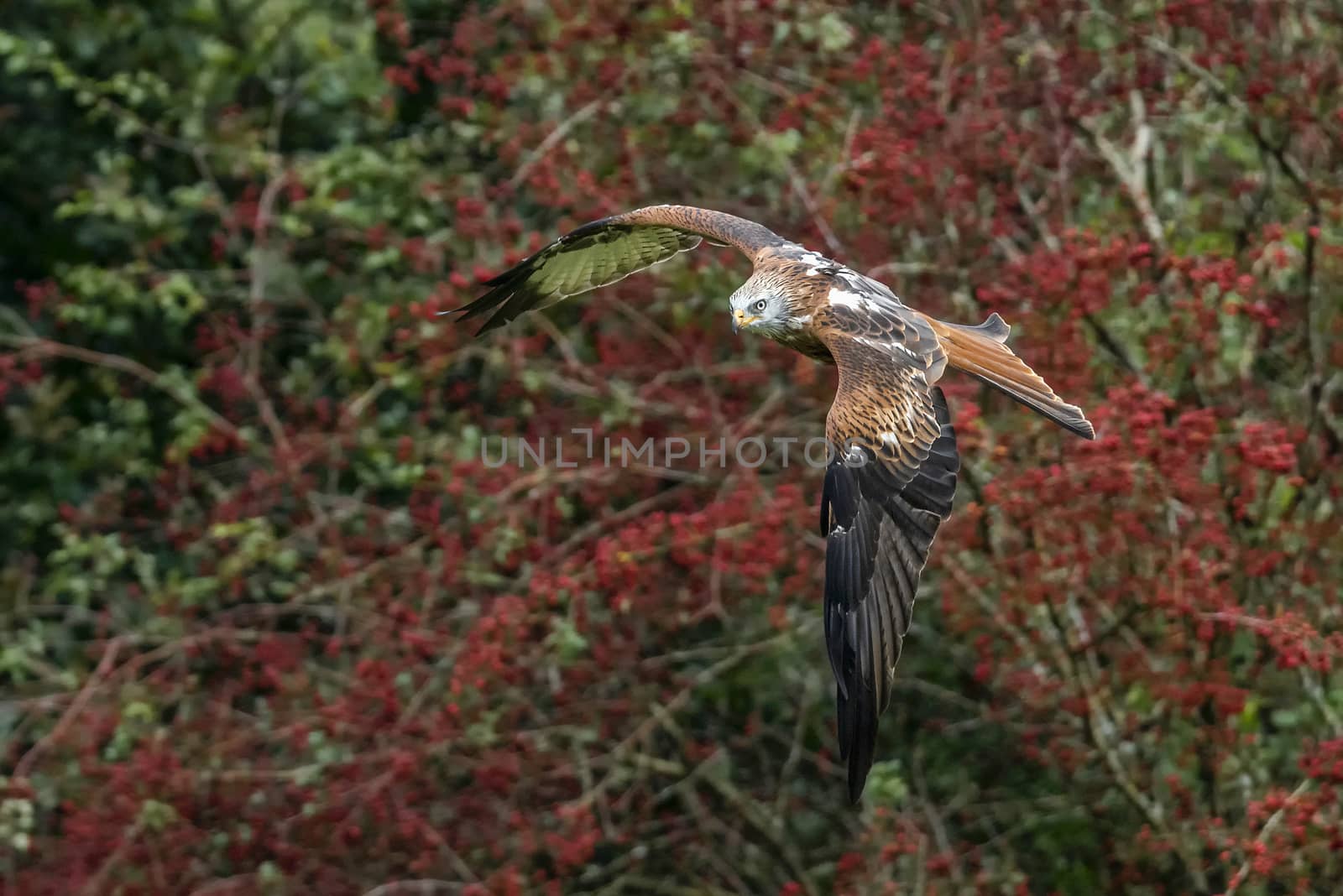 Red Kite (Milvus milvus) flying with wings spread in flight