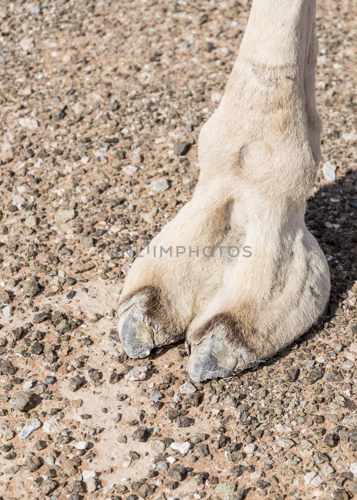 Closeup of Camel foot in the desert of Sharjah Emirates, United Arab Emirates