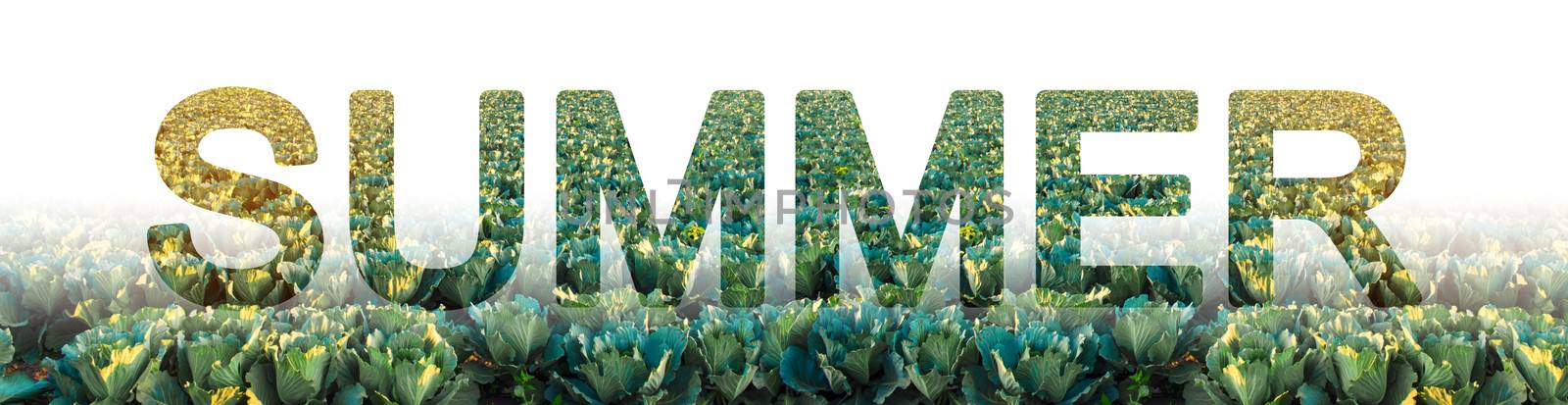 The word summer on the background of cabbage plantation. Winter crops. Season of the year, active phase of growing, harvesting. Time to stock up on vitamins, improve your health. Vacations