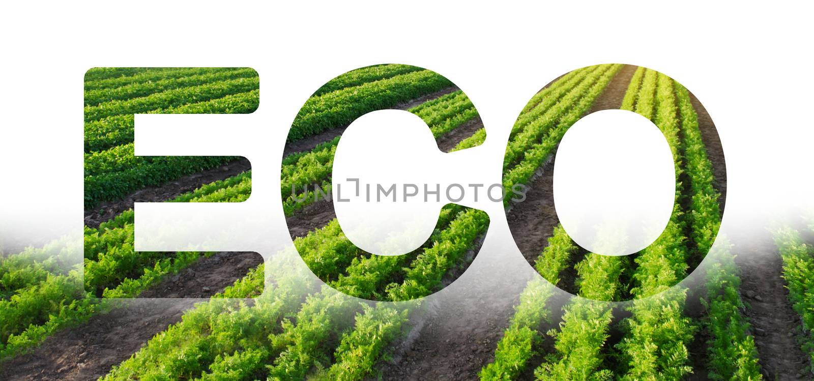 Eco inscription on the background of Carrot plantation field. Environmentally friendly harvest, quality control and use of safe pesticides. Vegetable rows. Organic vegetables. Landscape agriculture.