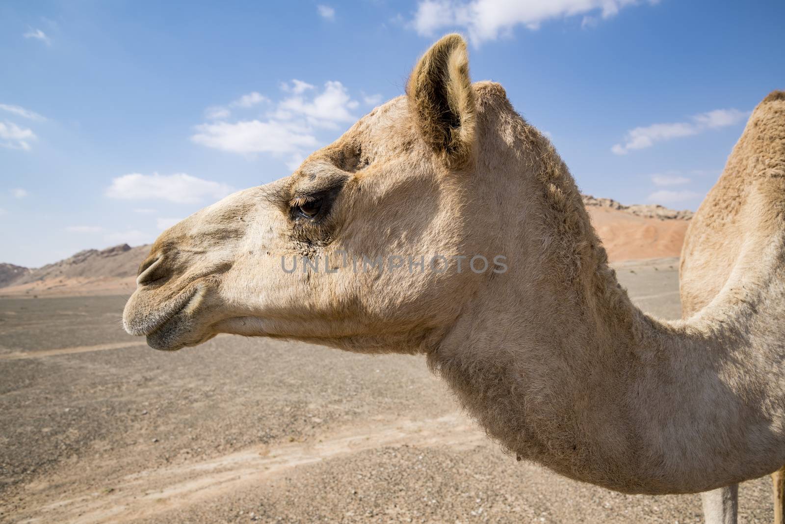 Camel head in Sharjah Emirates, UAE by GABIS