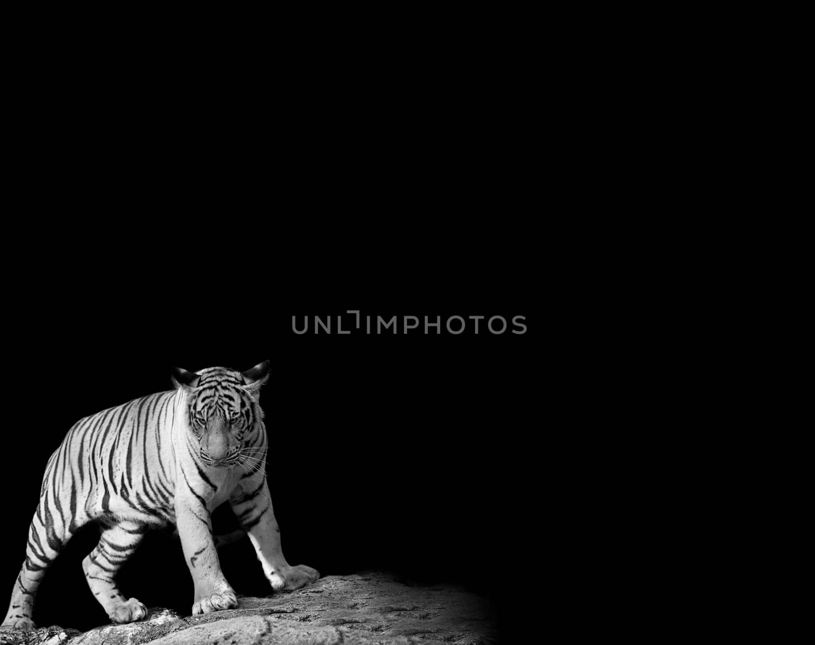animal wildlife concept. Black & White Beautiful tiger - isolated on black background