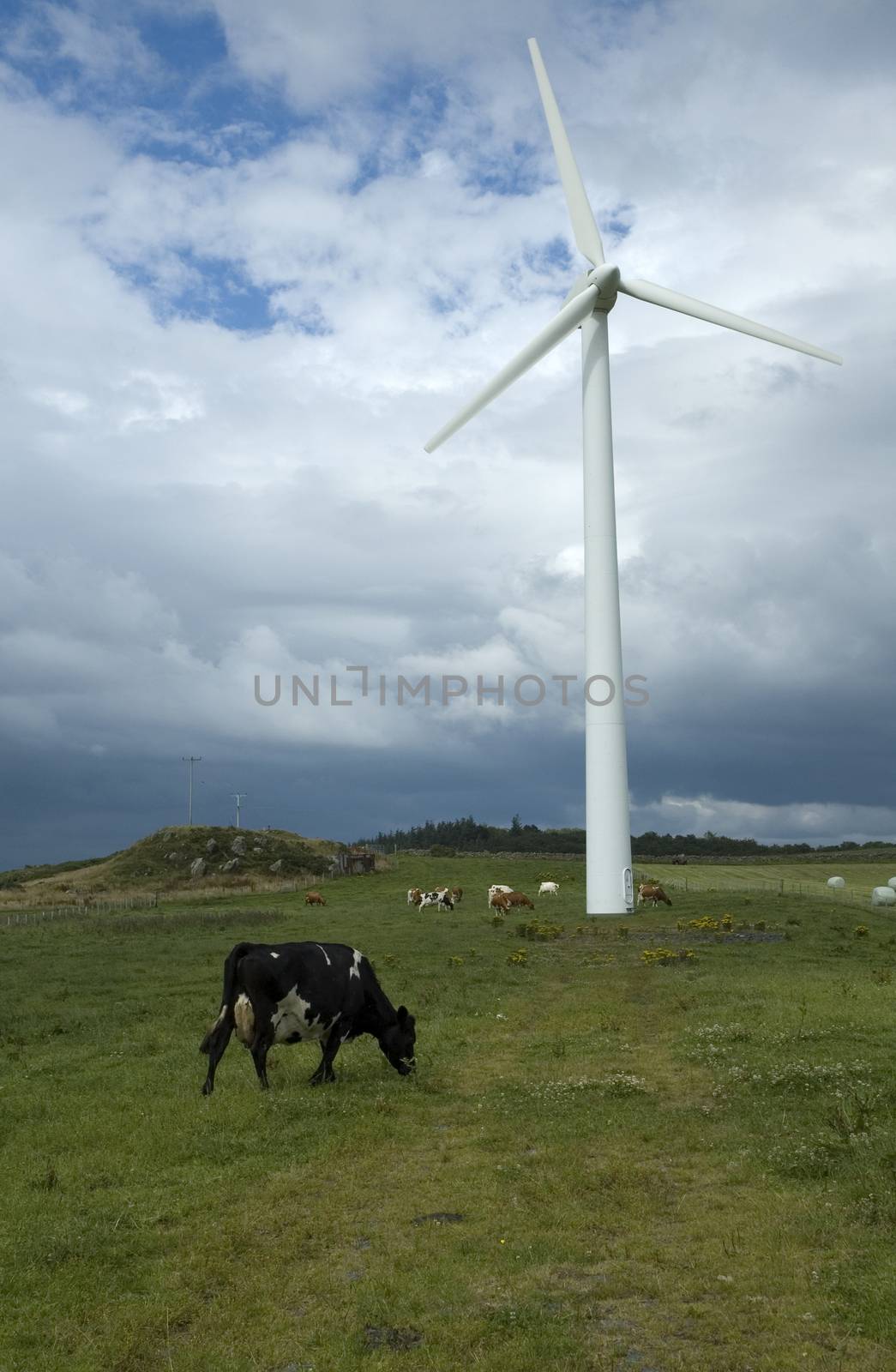 A wind turbine in a cow field
