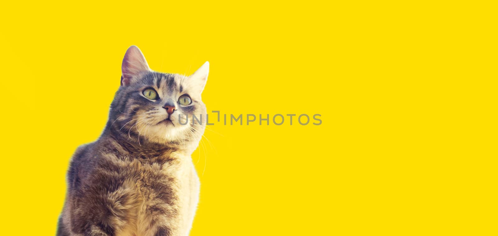 Cute gray cat looks into the distance with curiosity on a yellow background. Interest, high attention and caution. Curious pet in search of adventures, events. Hunting instincts, copy space, banner by iLixe48