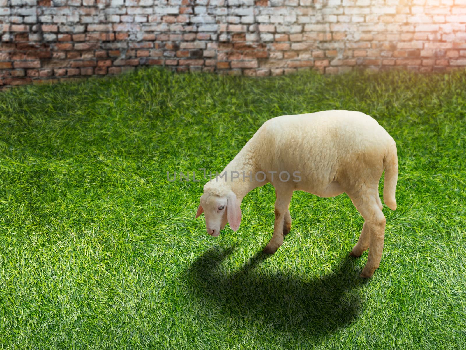 animal concept. white lamb stand on the green grass front of brick wall background by asiandelight