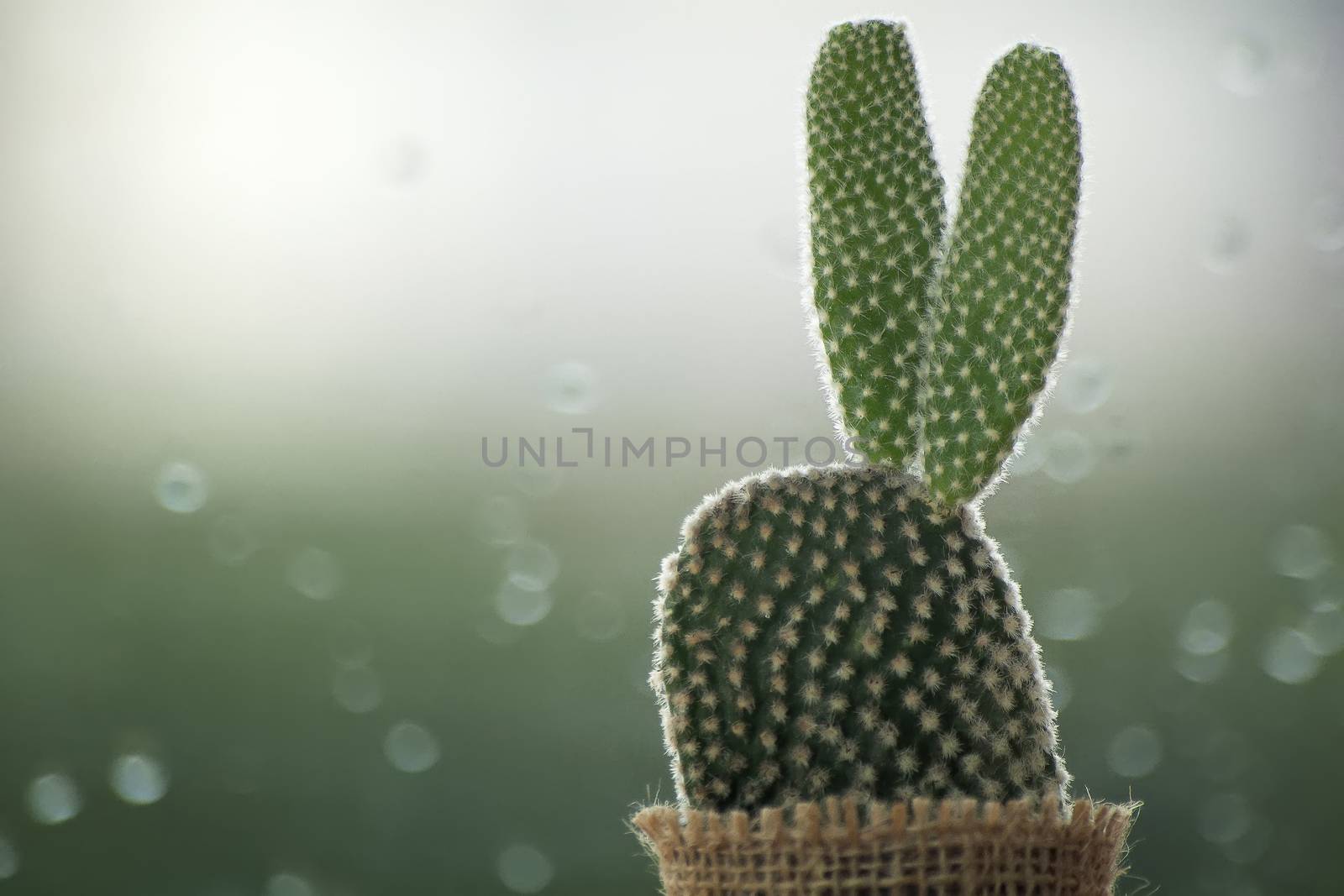 cactus on a rainy day with water drop at window background. drops of rain on window glass background.
