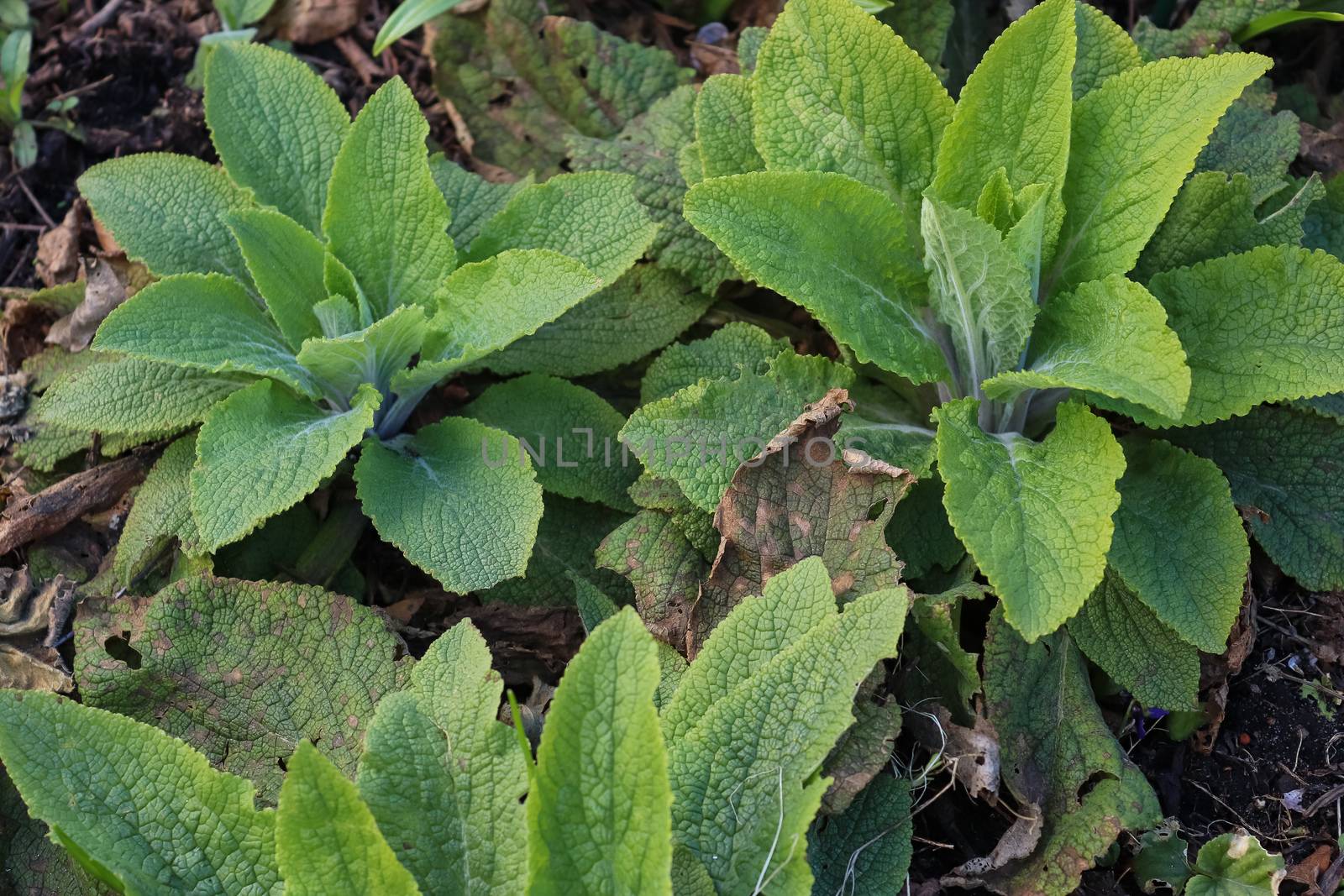 Beautiful green leaves of plants and different hedges and walls in Europe