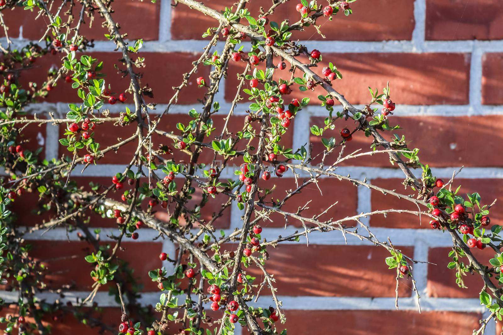 Beautiful green leaves of plants and different hedges and walls in Europe