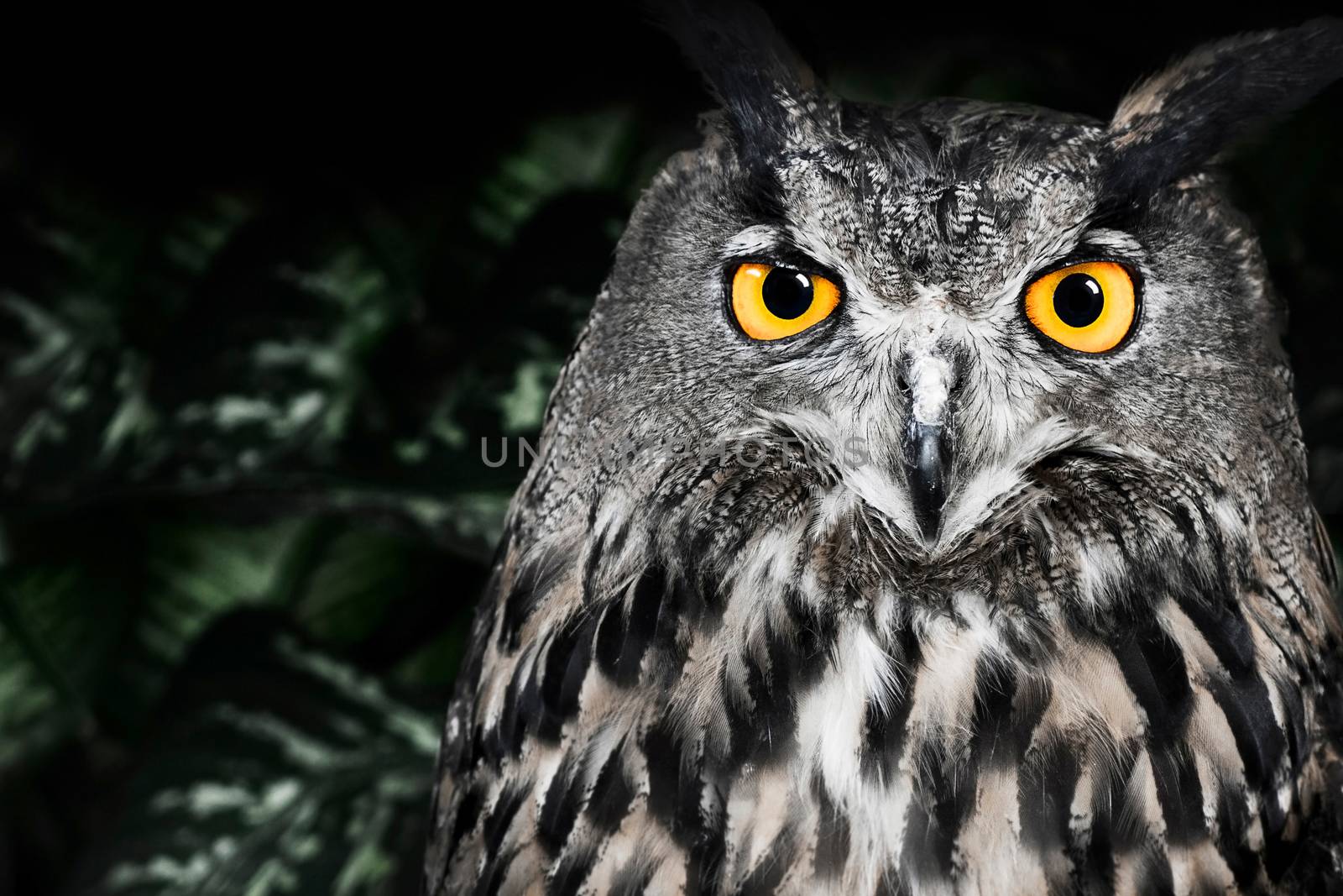 The evil eyes. ( Eagle Owl, Bubo bubo). by asiandelight
