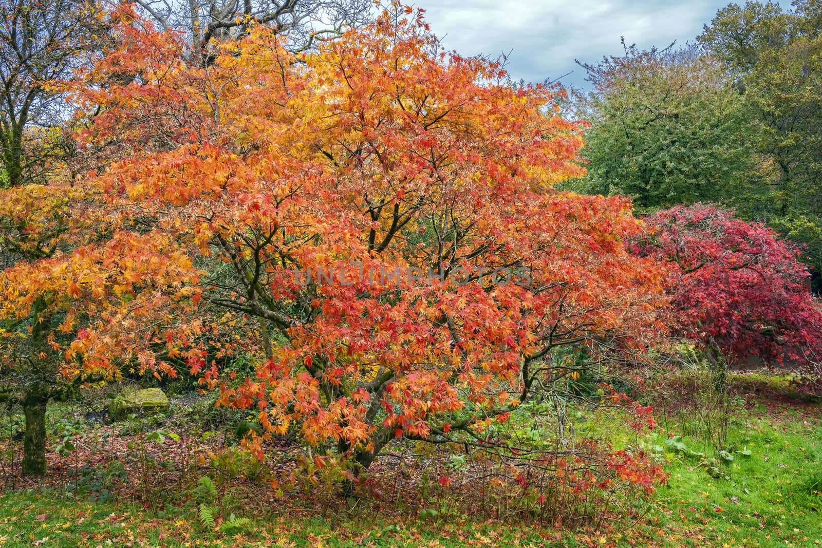 Acer tree with leaves turning red and yellow color in the Autumn fall