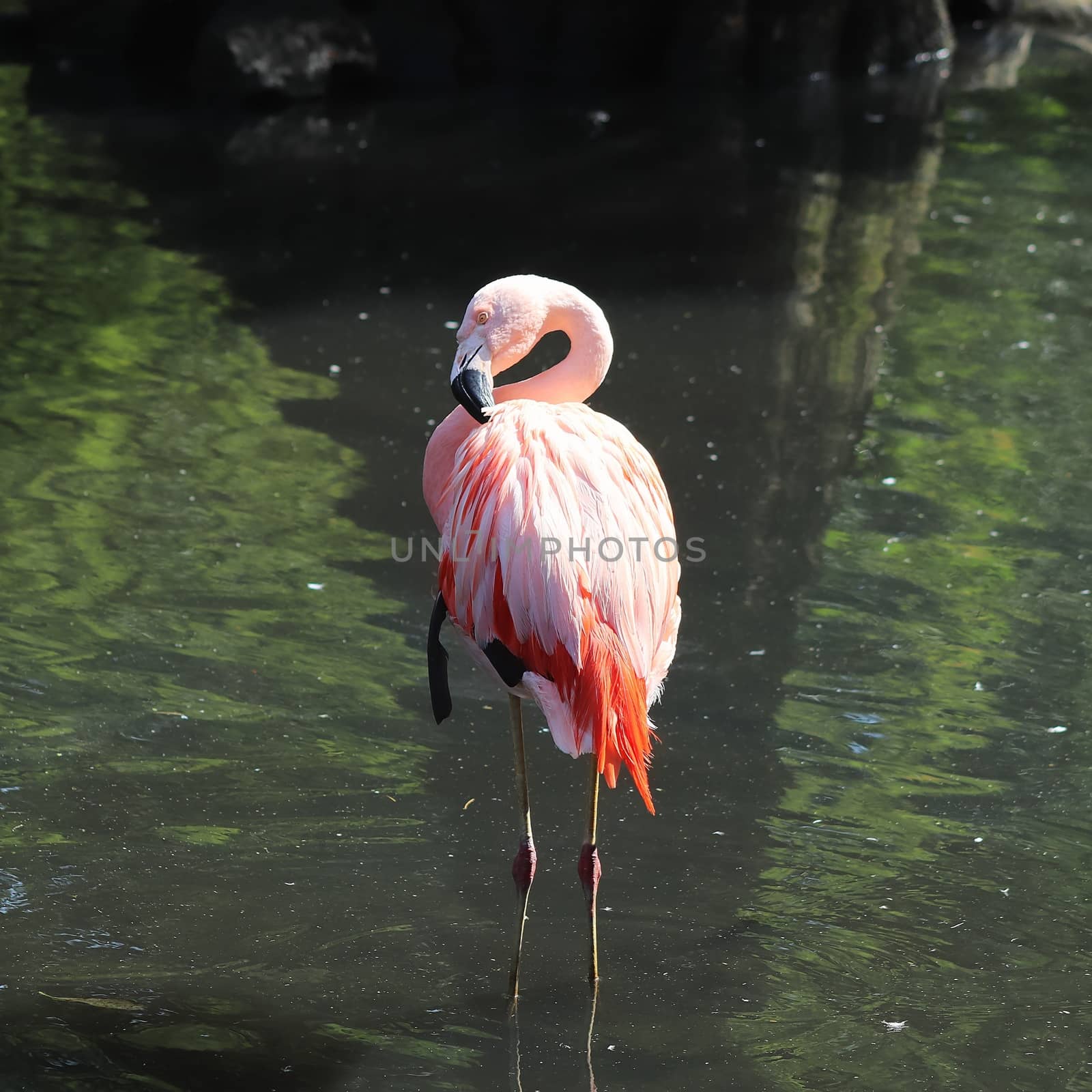 Colorful pink flamingo bird in a close up view on a sunny summer by MP_foto71