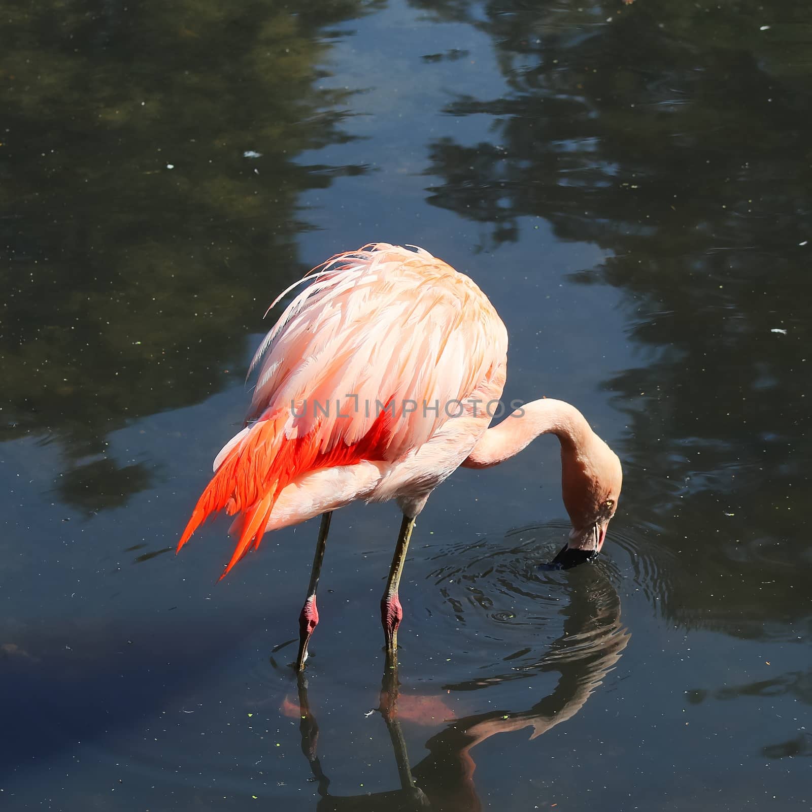 Colorful pink flamingo bird in a close up view on a sunny summer by MP_foto71