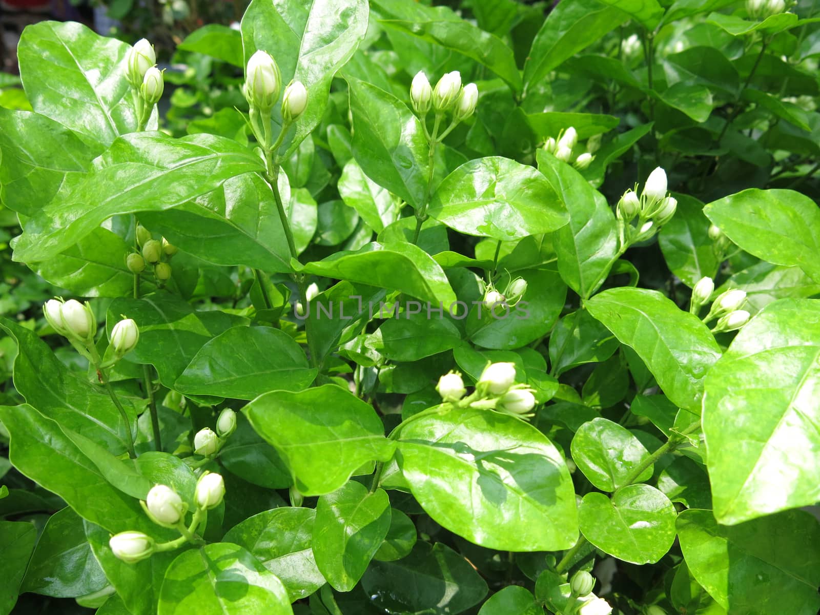 jasmine flower in the green garden background