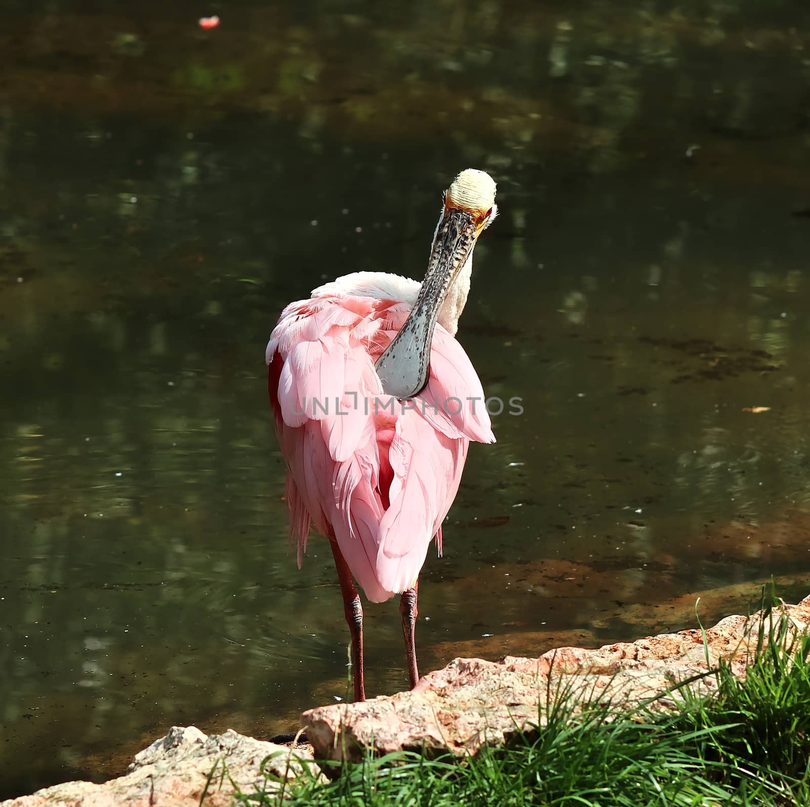 Colorful pink flamingo bird in a close up view on a sunny summer by MP_foto71