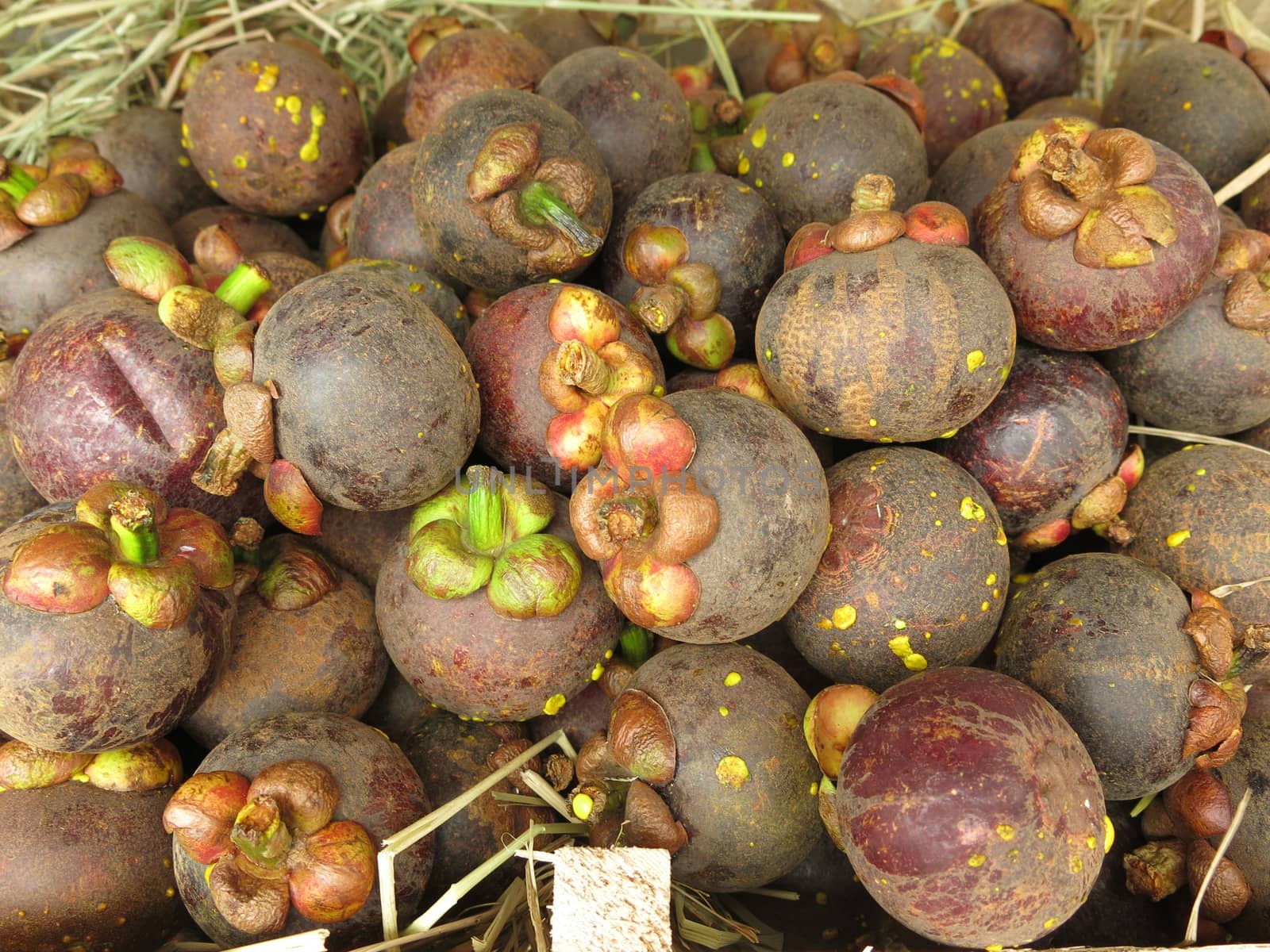 Fresh mangosteen for sale. A pile of mangosteen selling in a market, mangosteen background