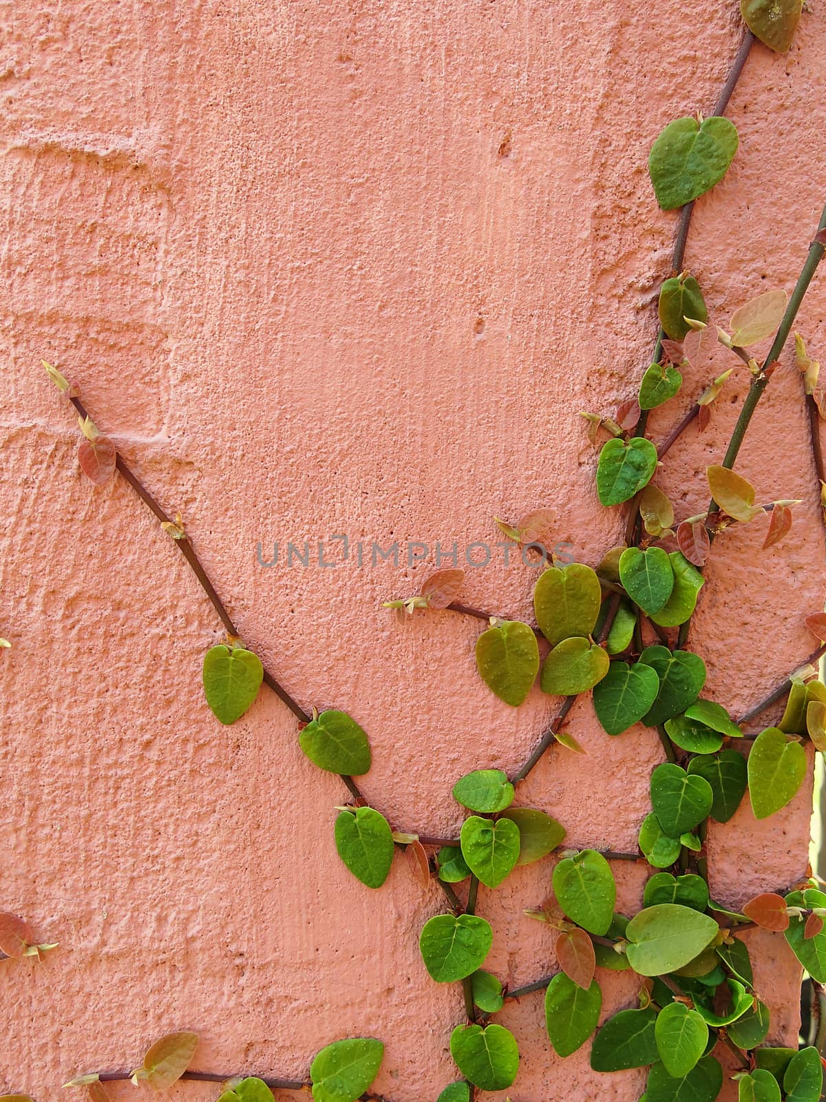 green ivy on pink wall texture background
