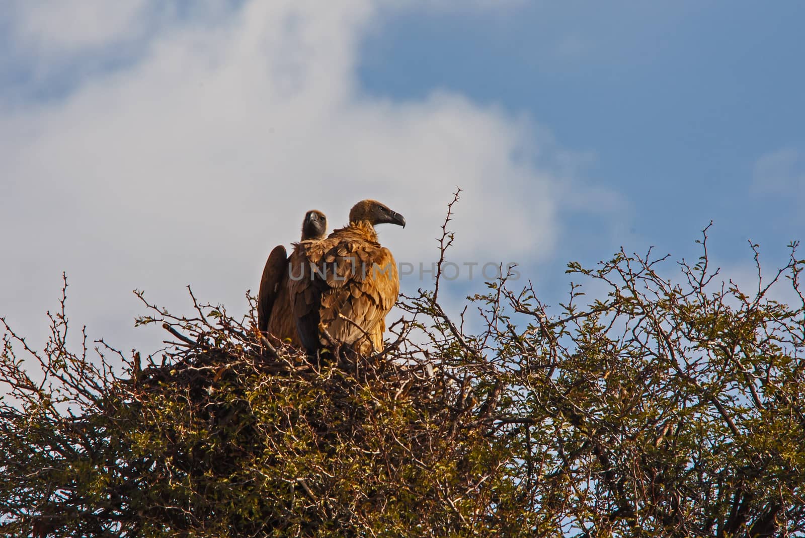 Breeding White-backed Vulture Gyps africanus 4587 by kobus_peche