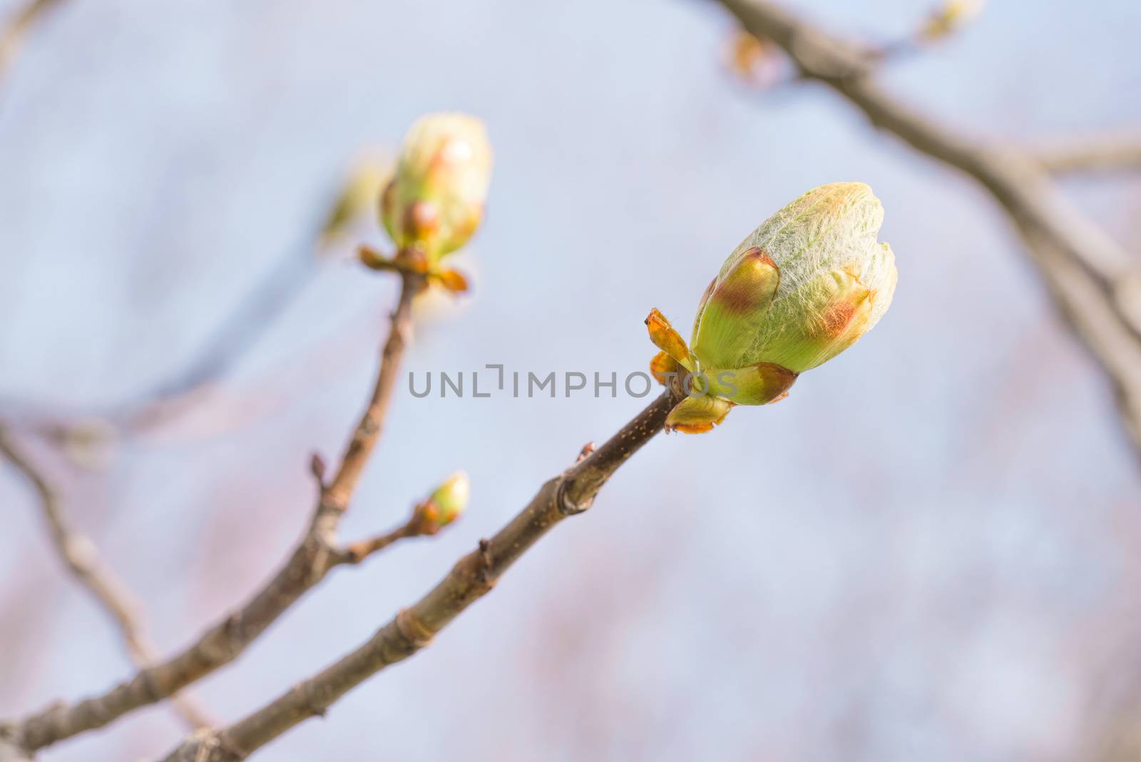 Macro of a horse-chestnut (aesculus hippocastanum) sprout under the warm spring sun