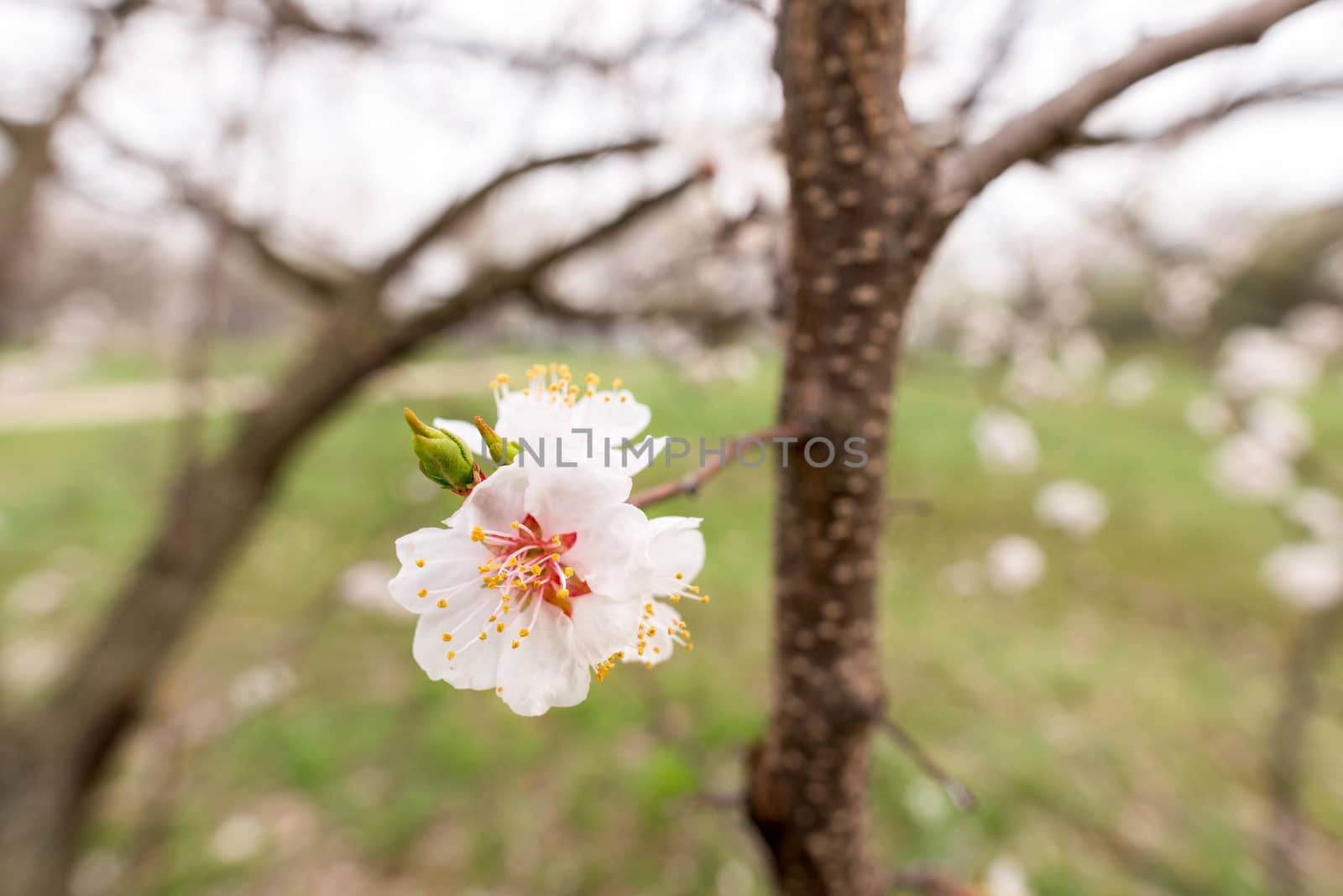 Close up of tender white apricot flowers under the soft spring sun