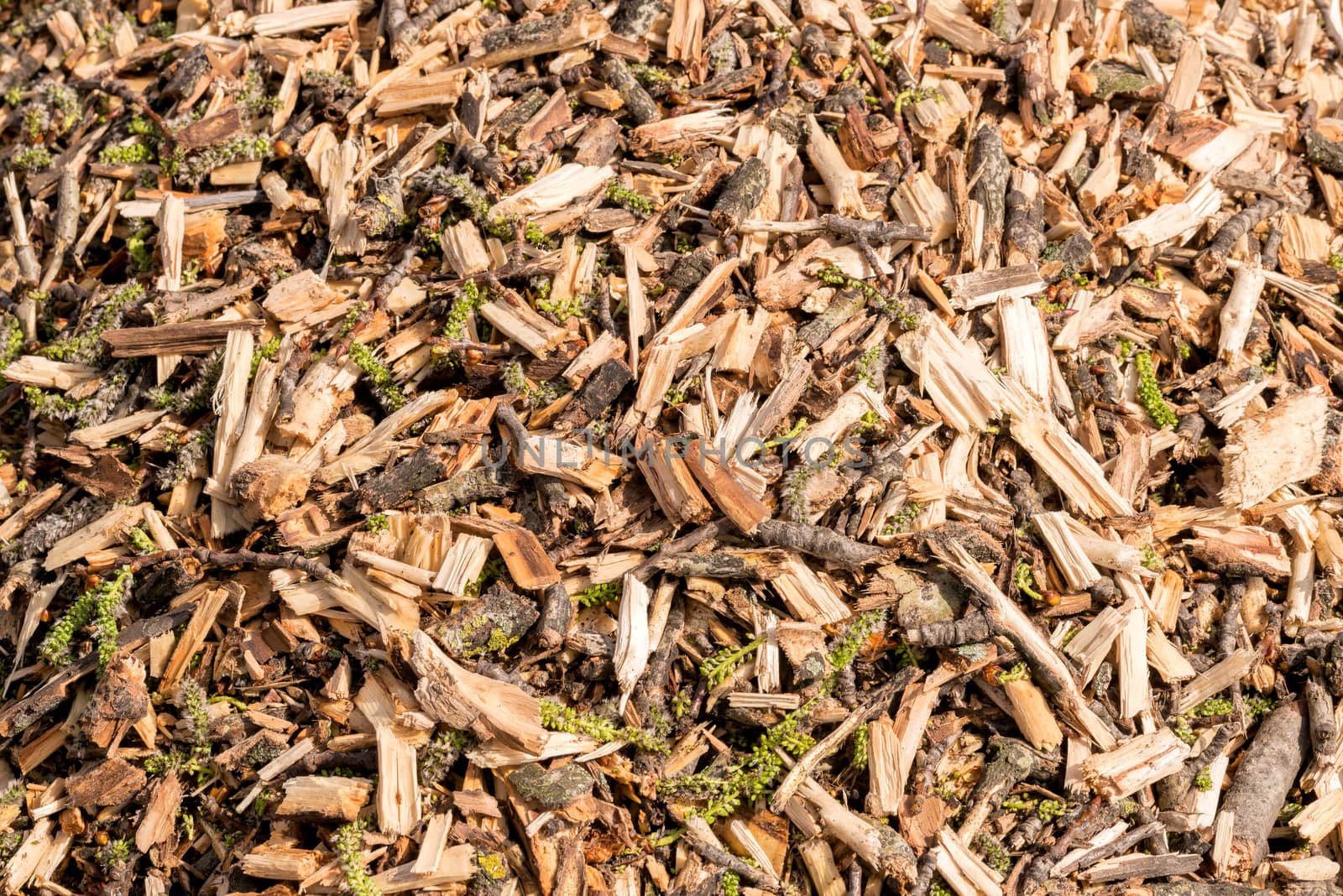 Close up detail of various crushed tree branches. It can be used as background